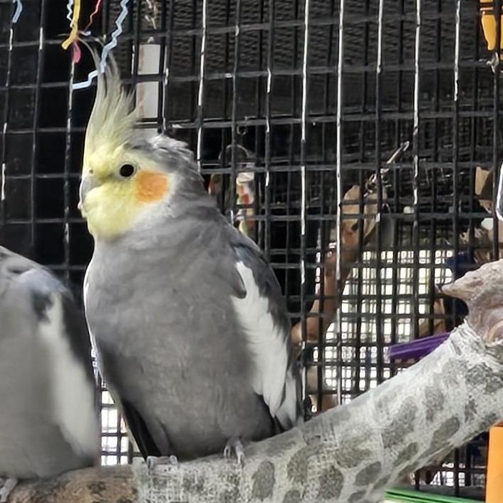 Carl Linnaeus, Adoptable, Senior Male Cockatiel.