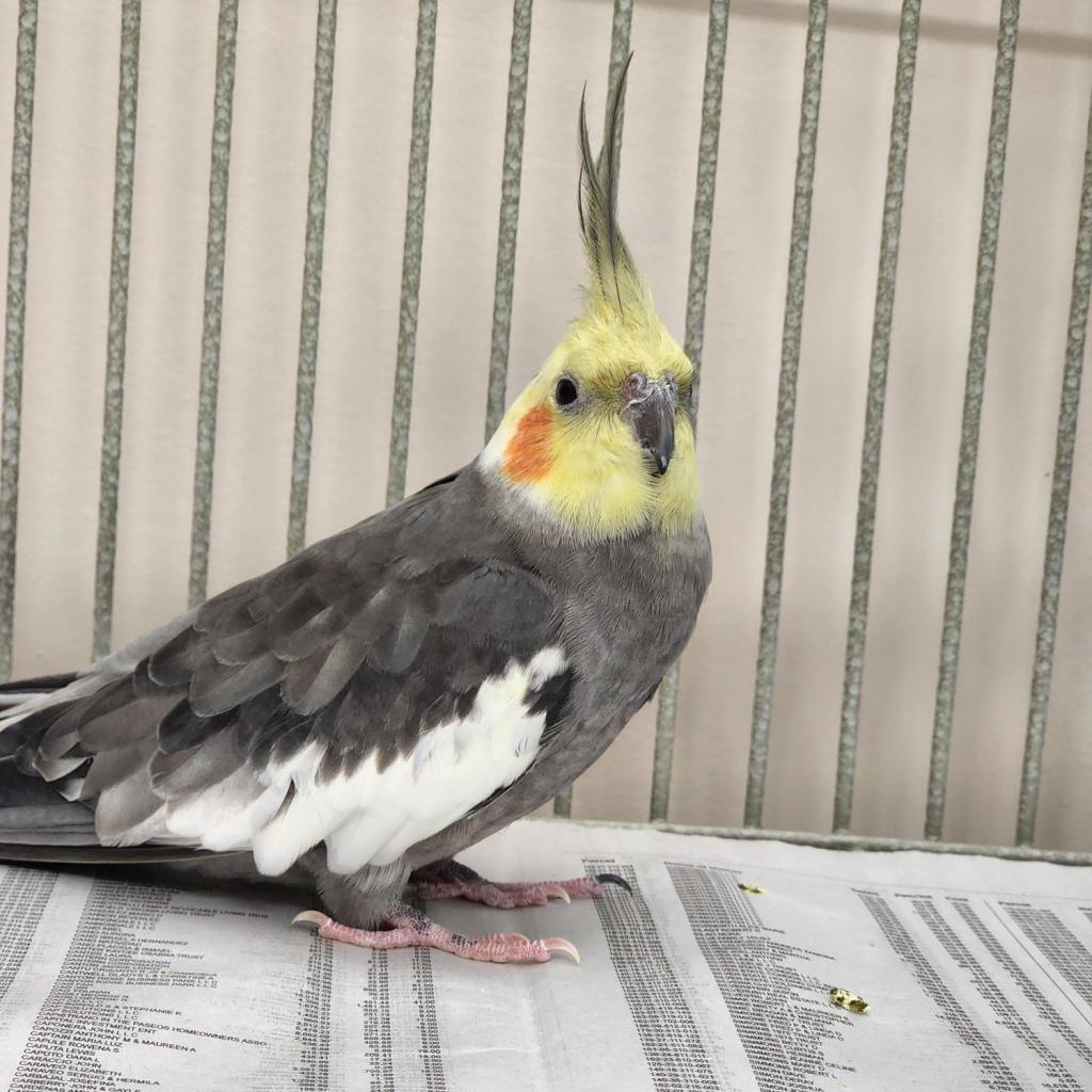 Enlarge Carl Linnaeus, a Adoptable Cockatiel in Kanab, UT image 2/2