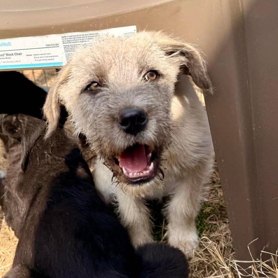 Enlarge Willa, a Adoptable Mixed Breed in Oxford, ME image 1/6