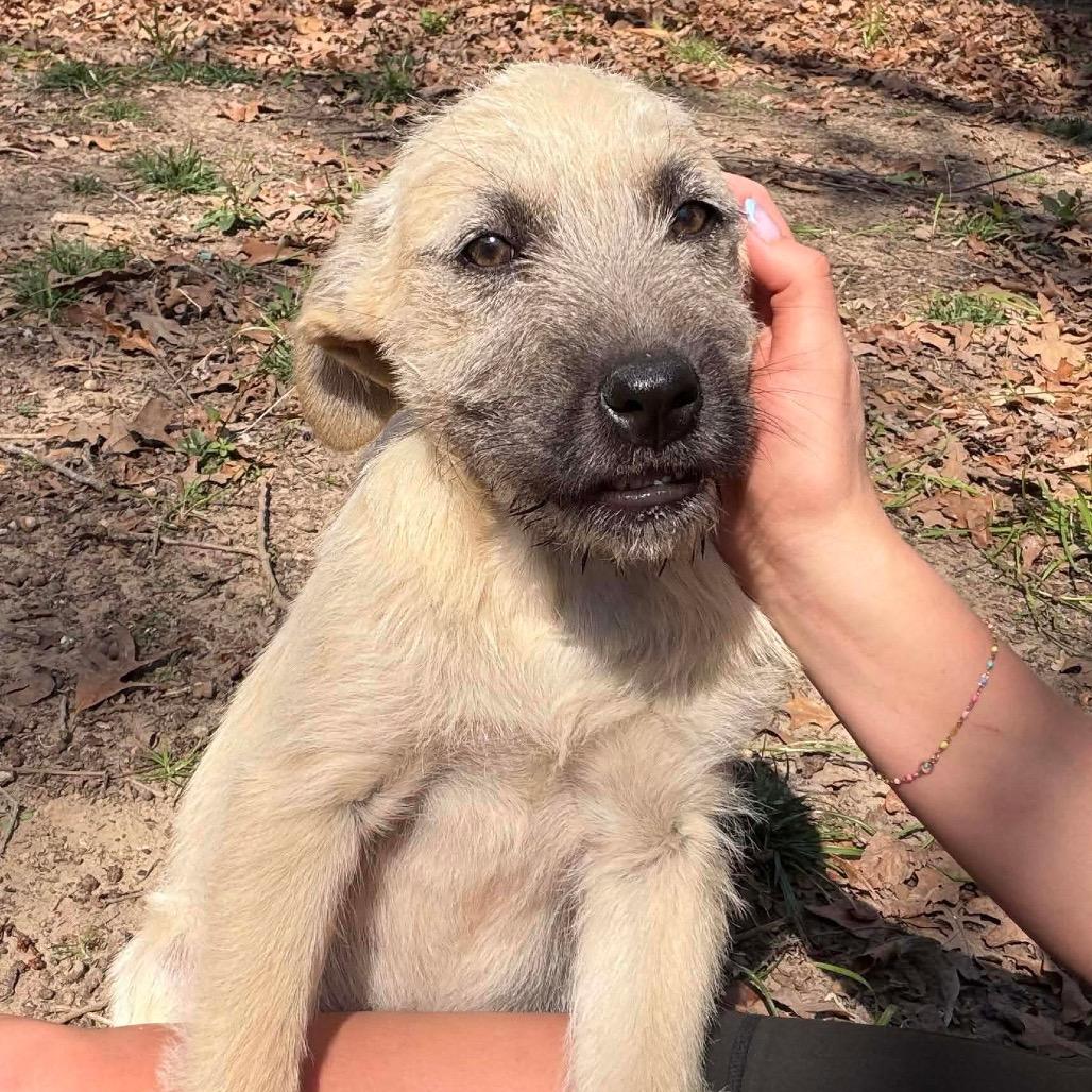 Enlarge Willa, a Adoptable Mixed Breed in Oxford, ME image 2/6