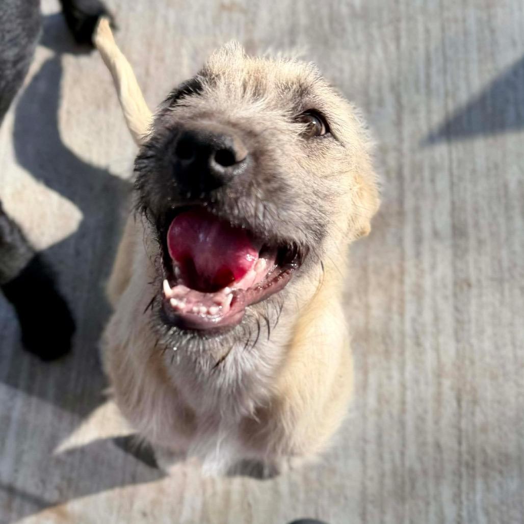 Enlarge Willa, a Adoptable Mixed Breed in Oxford, ME image 3/6