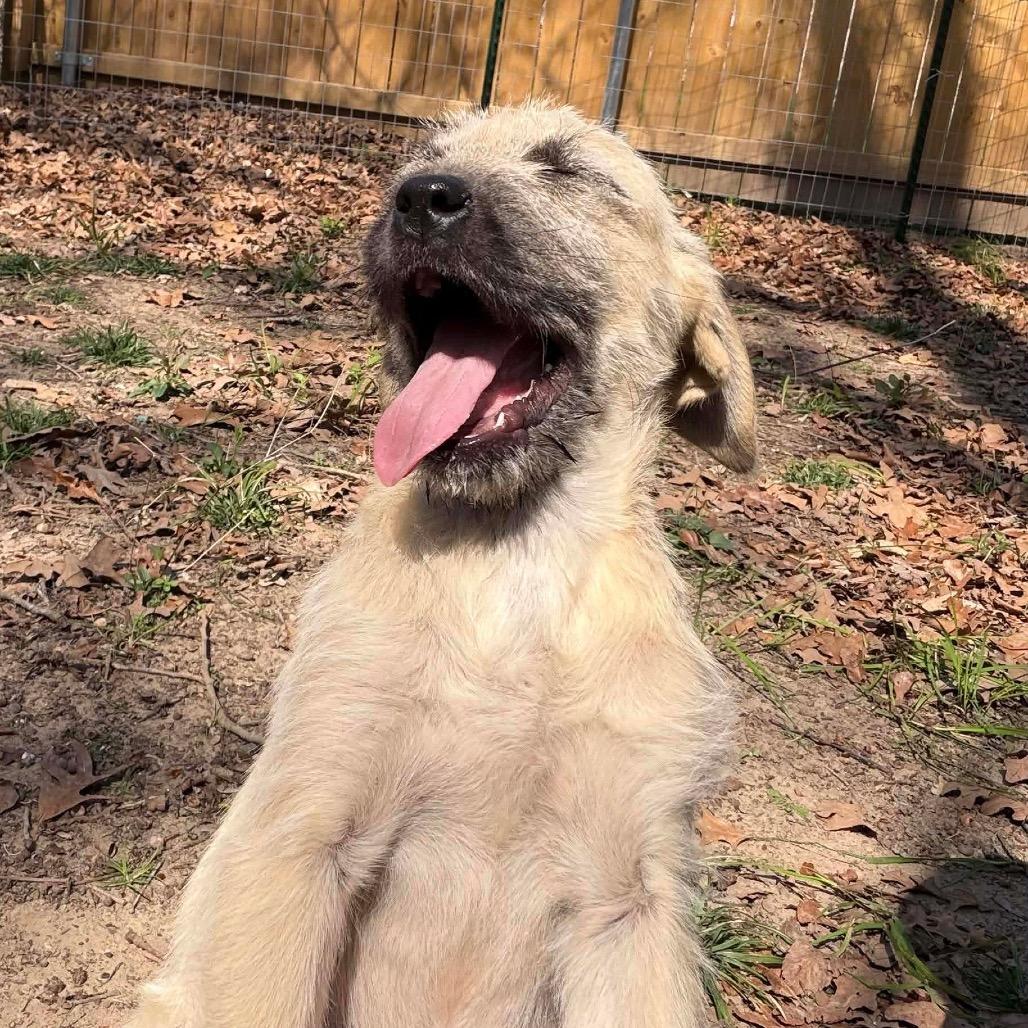 Enlarge Willa, a Adoptable Mixed Breed in Oxford, ME image 4/6