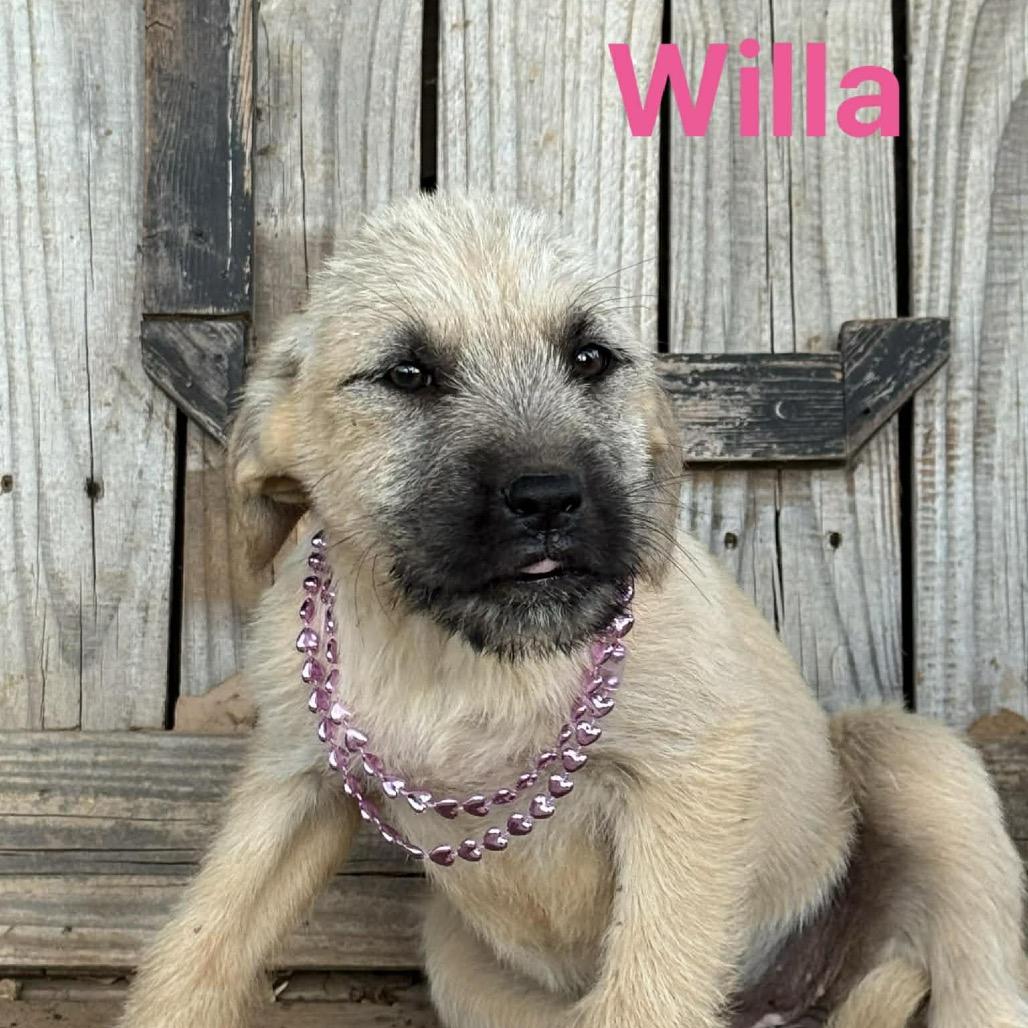 Enlarge Willa, a Adoptable Mixed Breed in Oxford, ME image 5/6