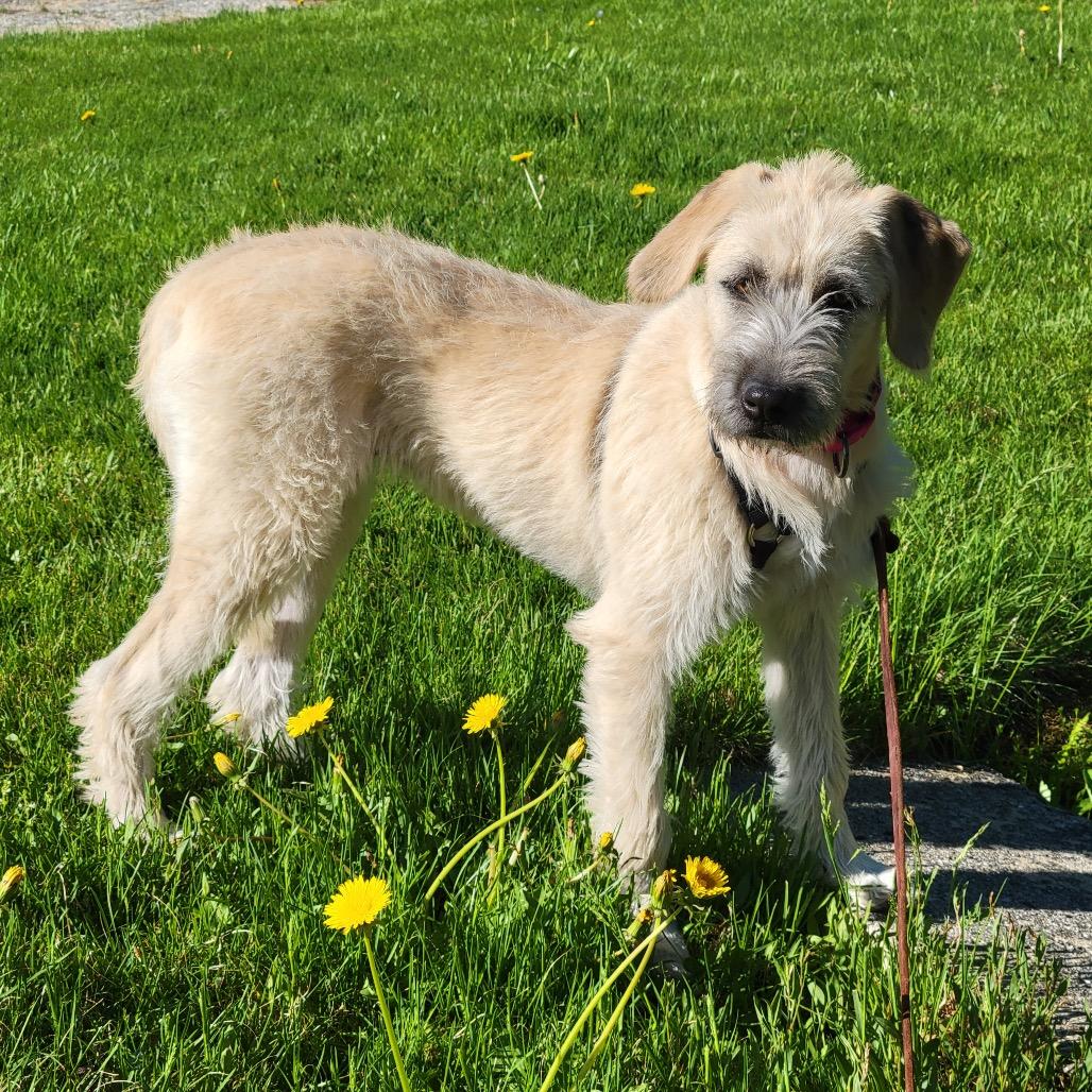 Enlarge Willa, a Adoptable Mixed Breed in Oxford, ME image 6/6