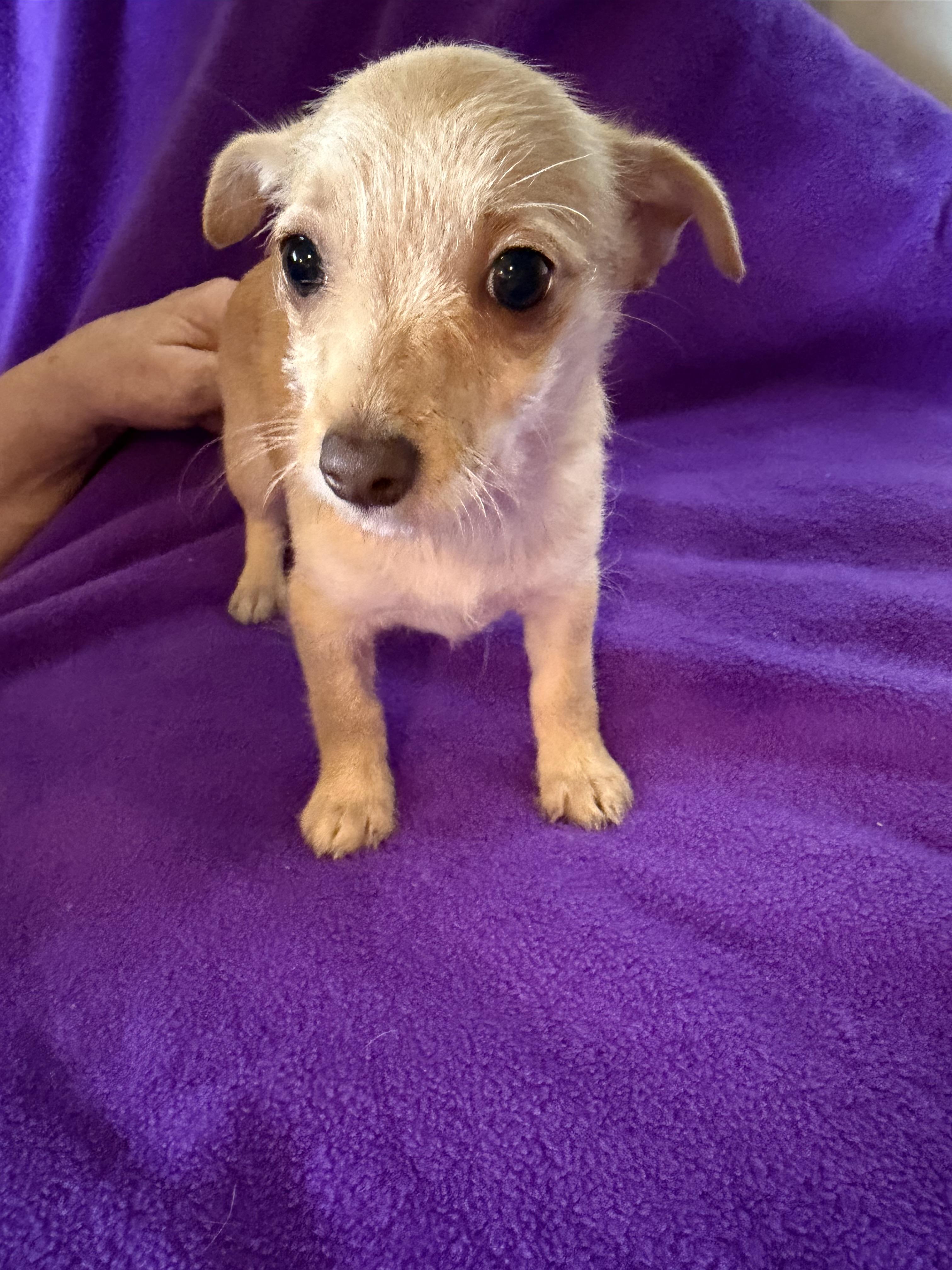 Enlarge Hope, a Adoptable mixed breed in Alabaster, AL image 6/6