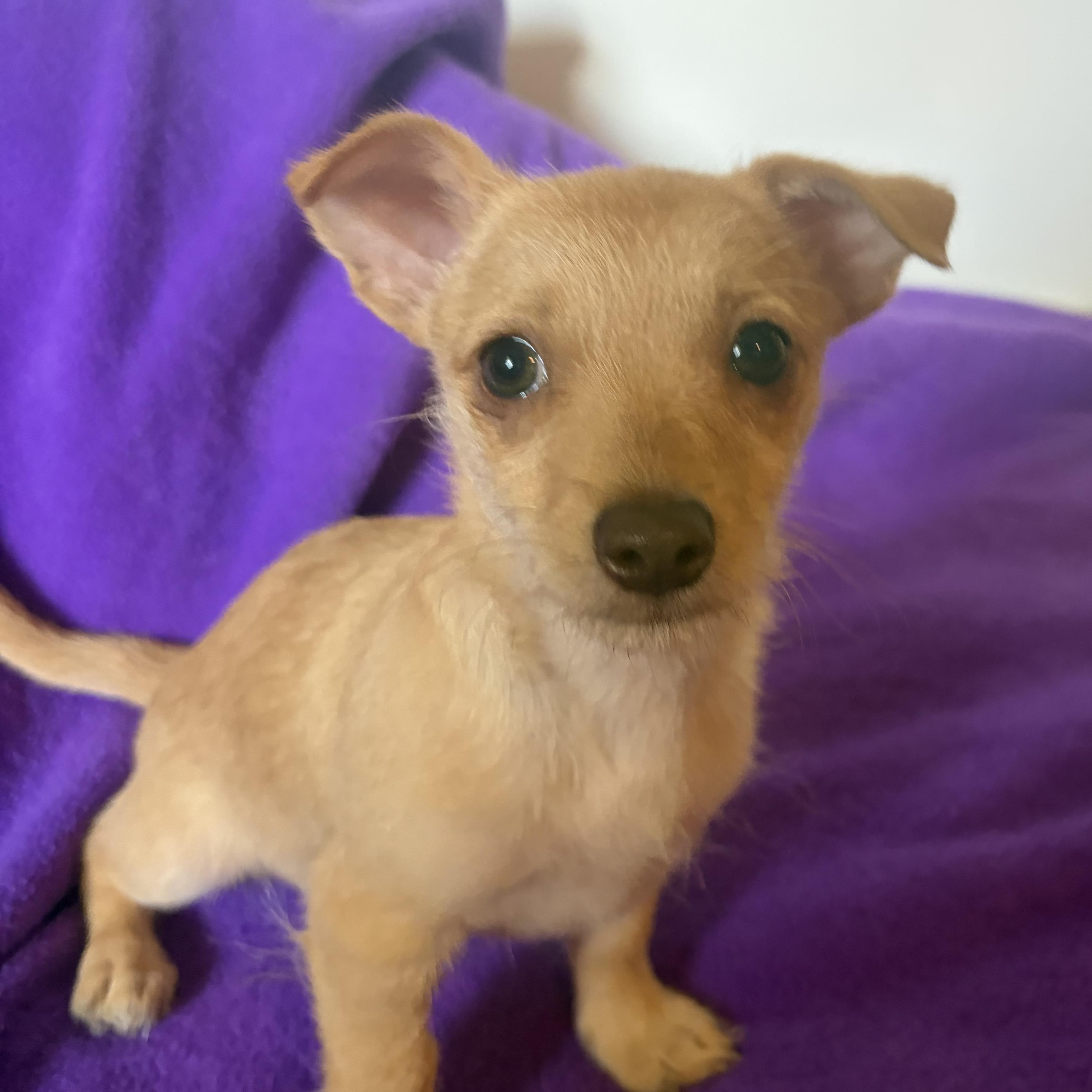 Hope, adopted, Puppy Female Chihuahua & Terrier.