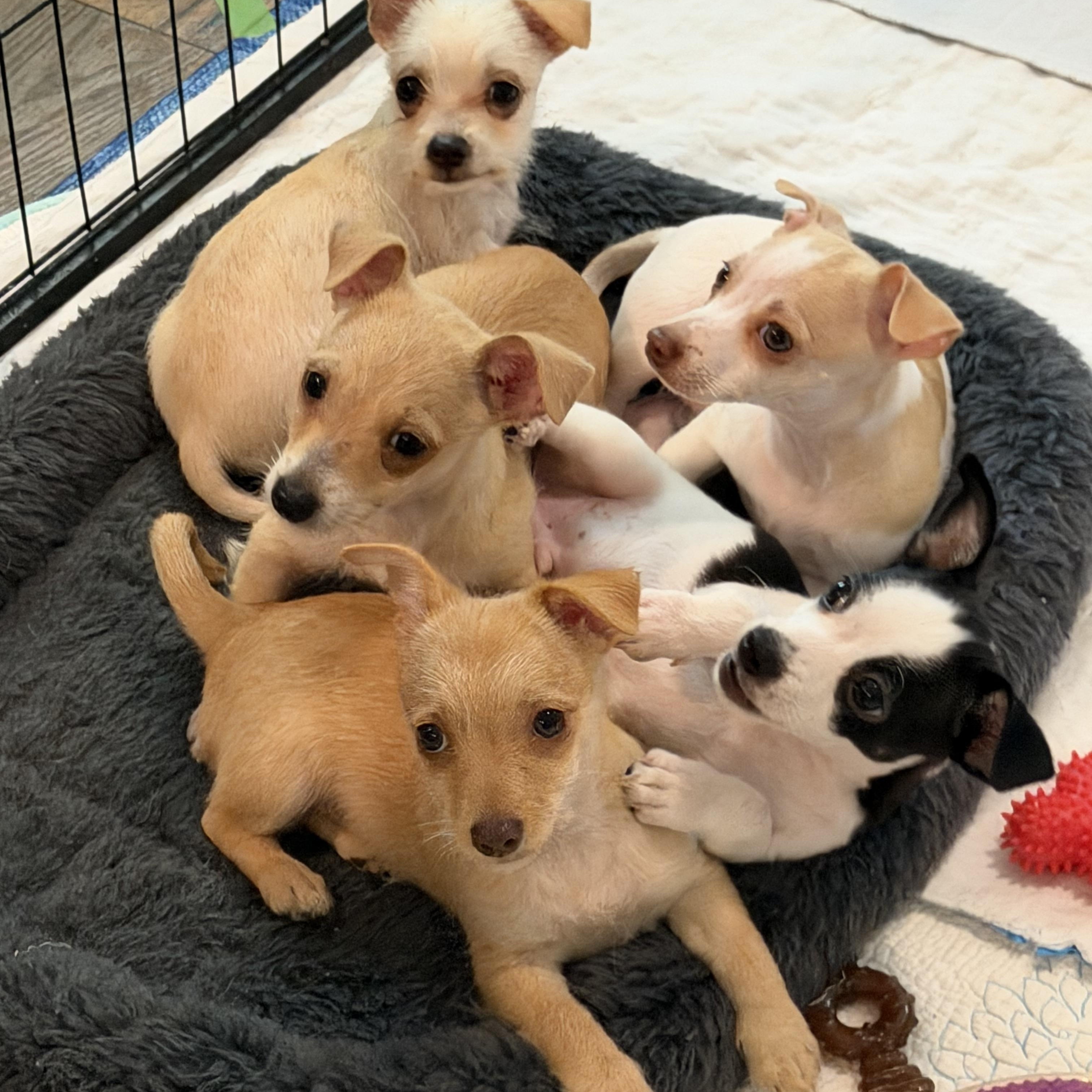 Hope, an adopted mixed breed in Alabaster, AL image 6/6