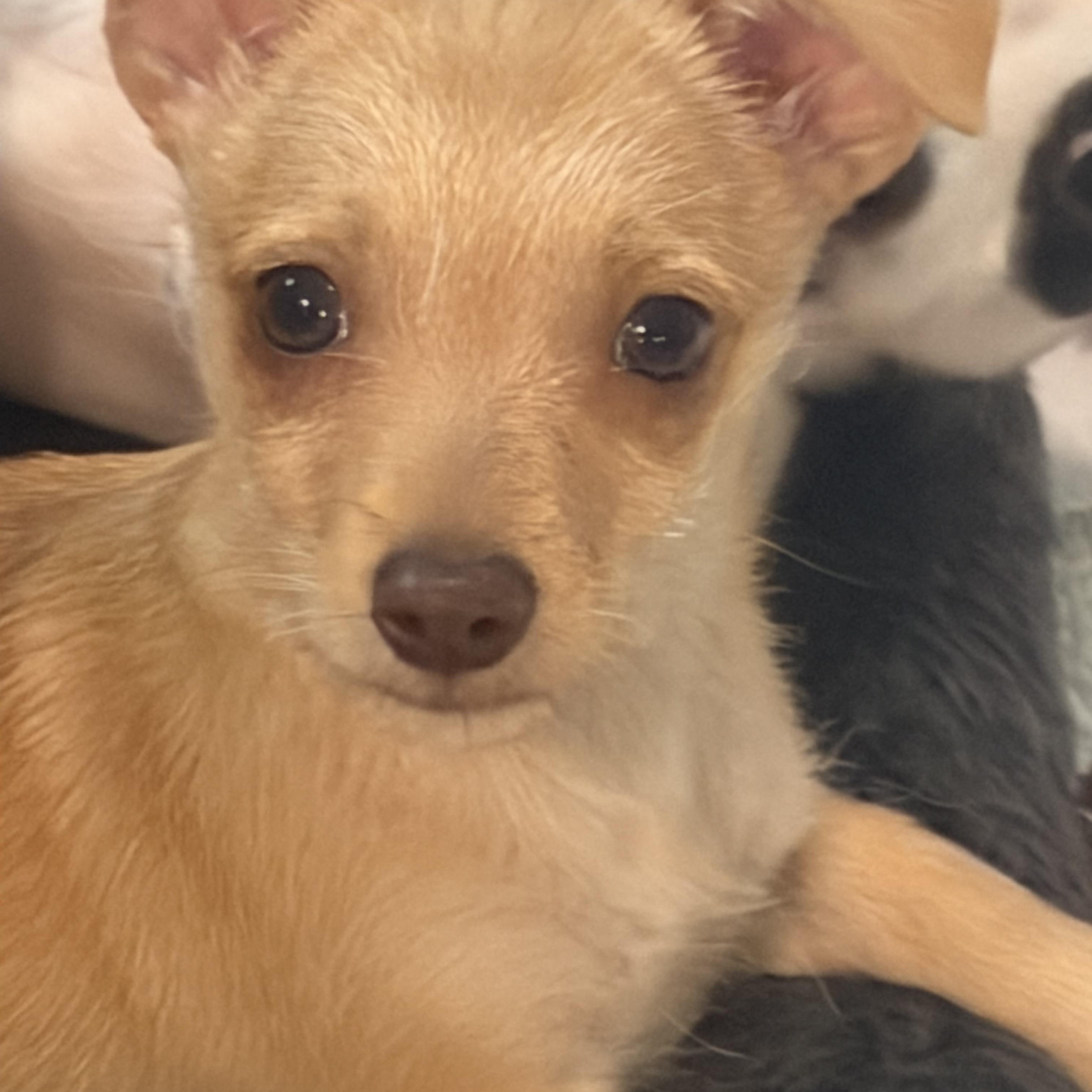 Hope, Adoptable, Puppy Female Chihuahua & Terrier.
