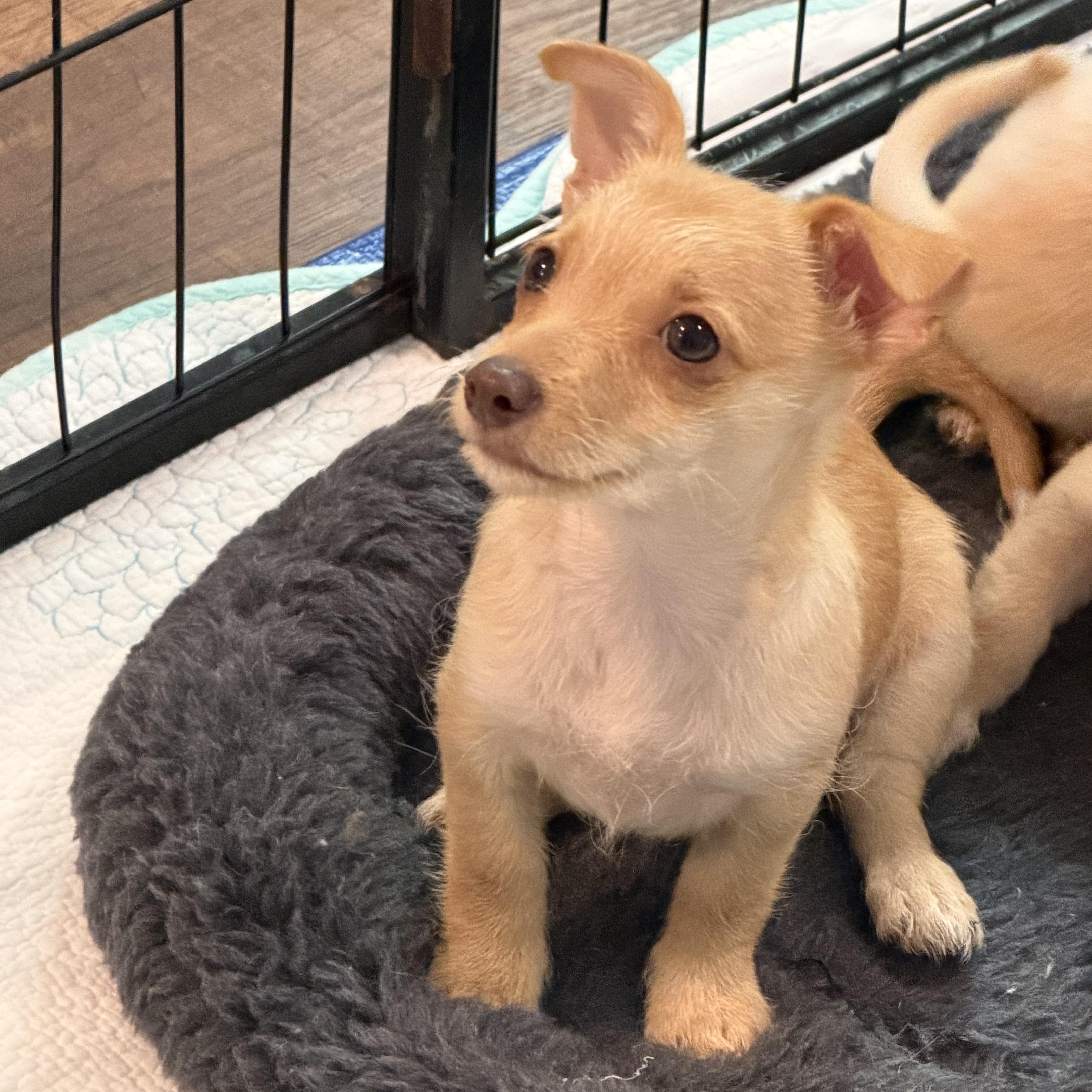 Enlarge Hope, a Adoptable mixed breed in Alabaster, AL image 4/6