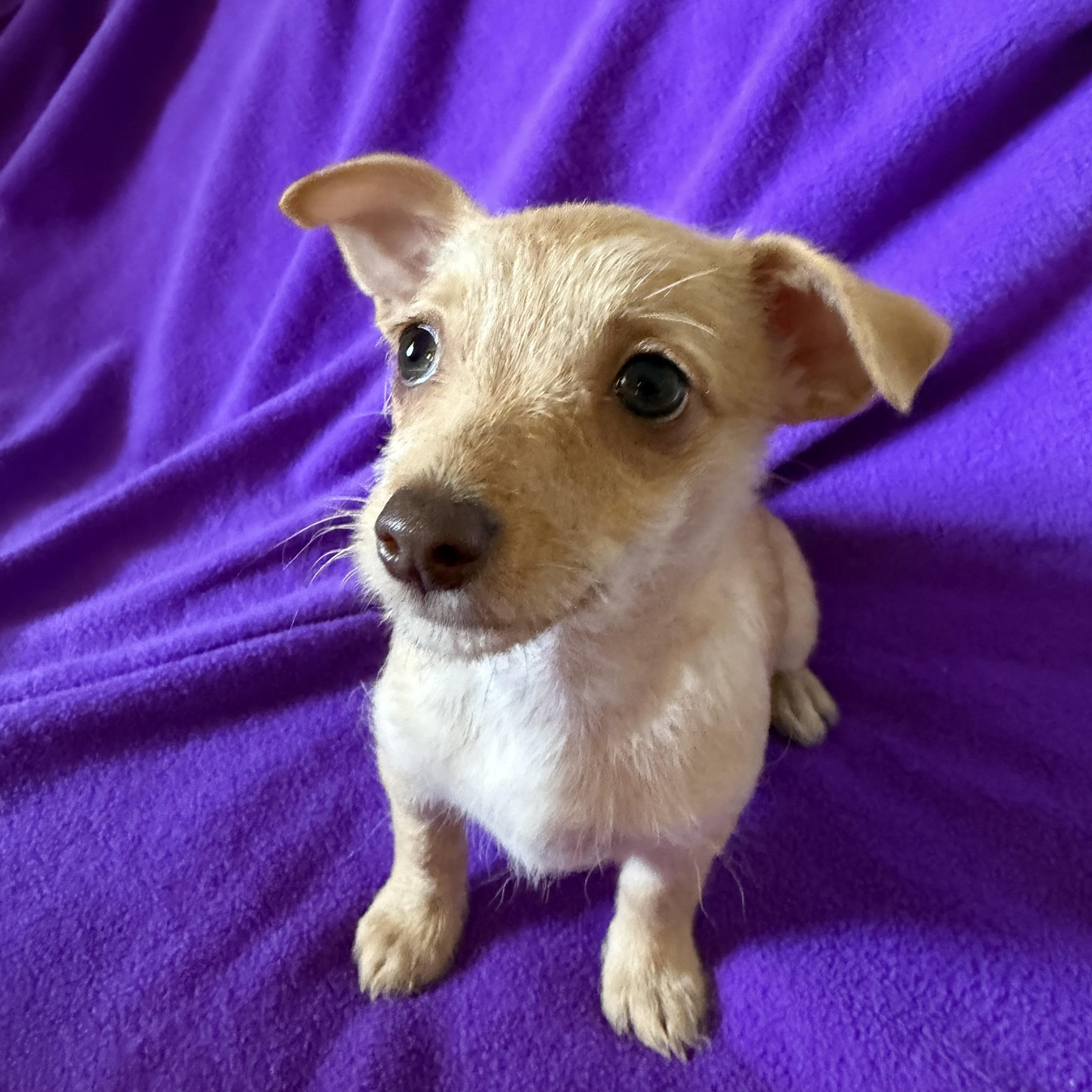 Enlarge Hope, a Adoptable mixed breed in Alabaster, AL image 5/6