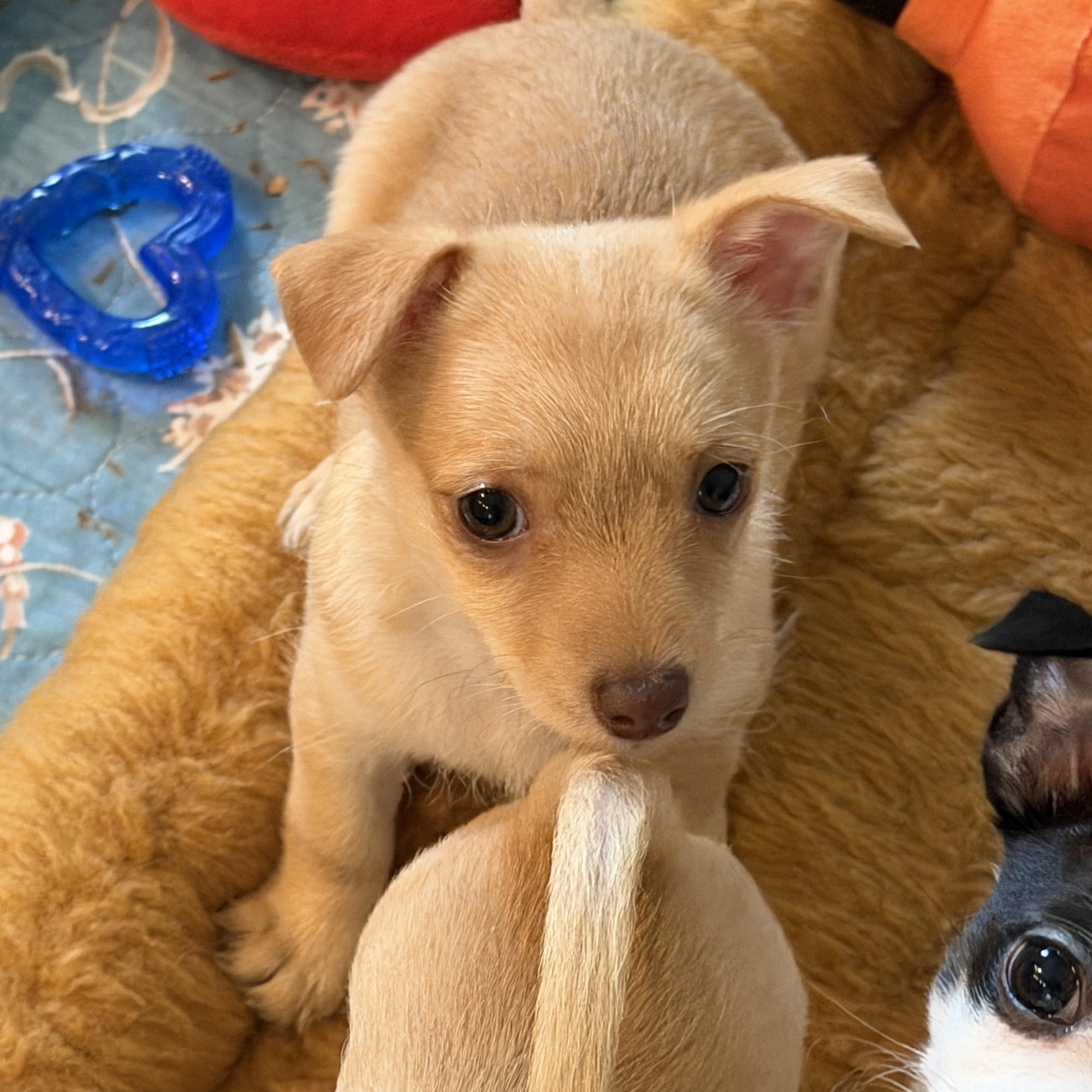 Enlarge Hope, a Adoptable mixed breed in Alabaster, AL image 3/6