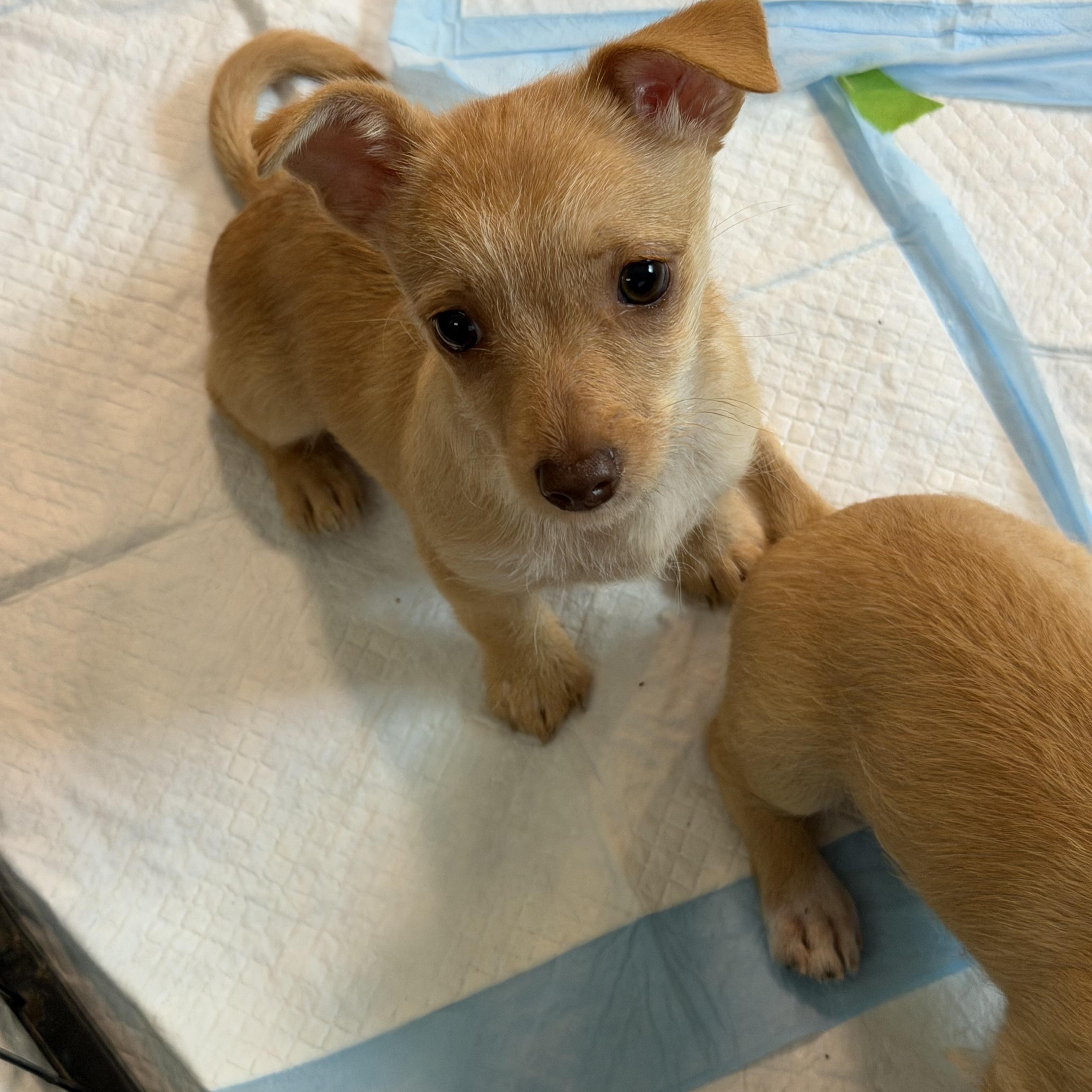 Hope, an adopted mixed breed in Alabaster, AL image 5/6