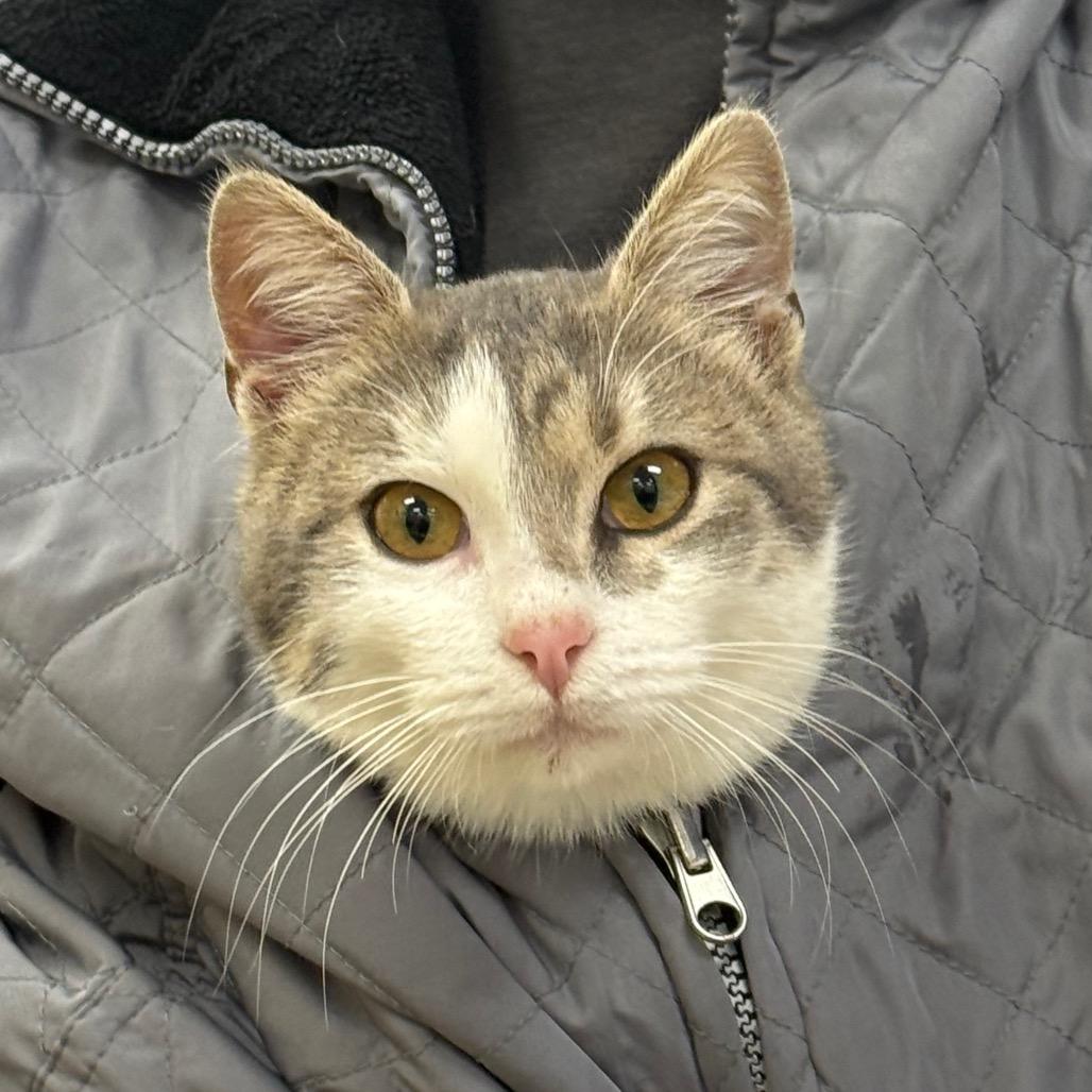 Grayson, Adoptable, Adult Male Domestic Short Hair.