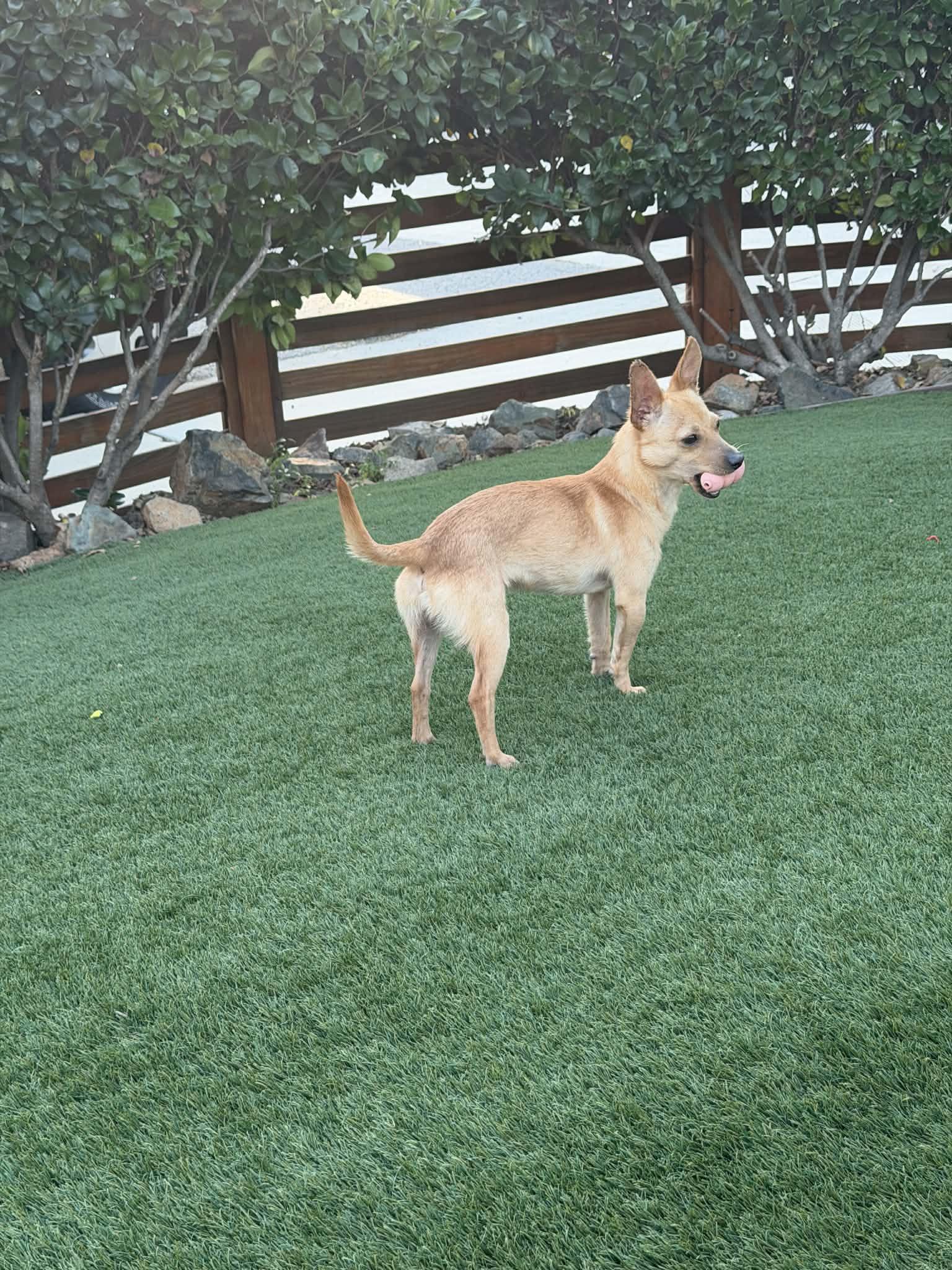 Lucky , a ADOPTABLE mixed breed in Poway, CA image 4/5