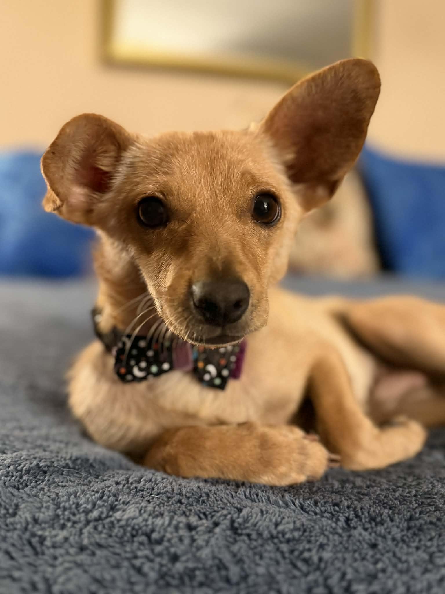 Enlarge Lucky , a ADOPTABLE mixed breed in Poway, CA image 5/5