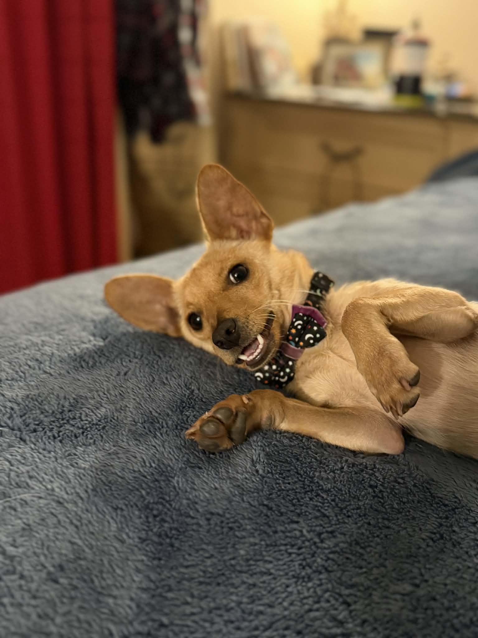 Lucky , ADOPTABLE, Young Male Chihuahua & Terrier.