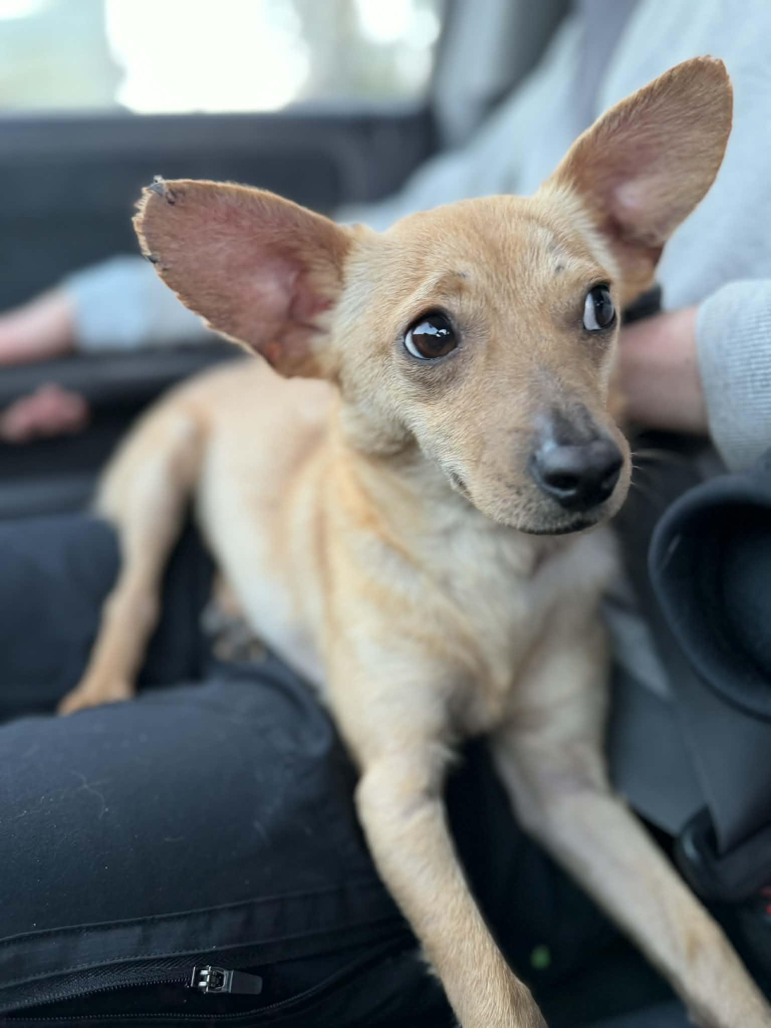 Lucky , a ADOPTABLE mixed breed in Poway, CA image 1/5