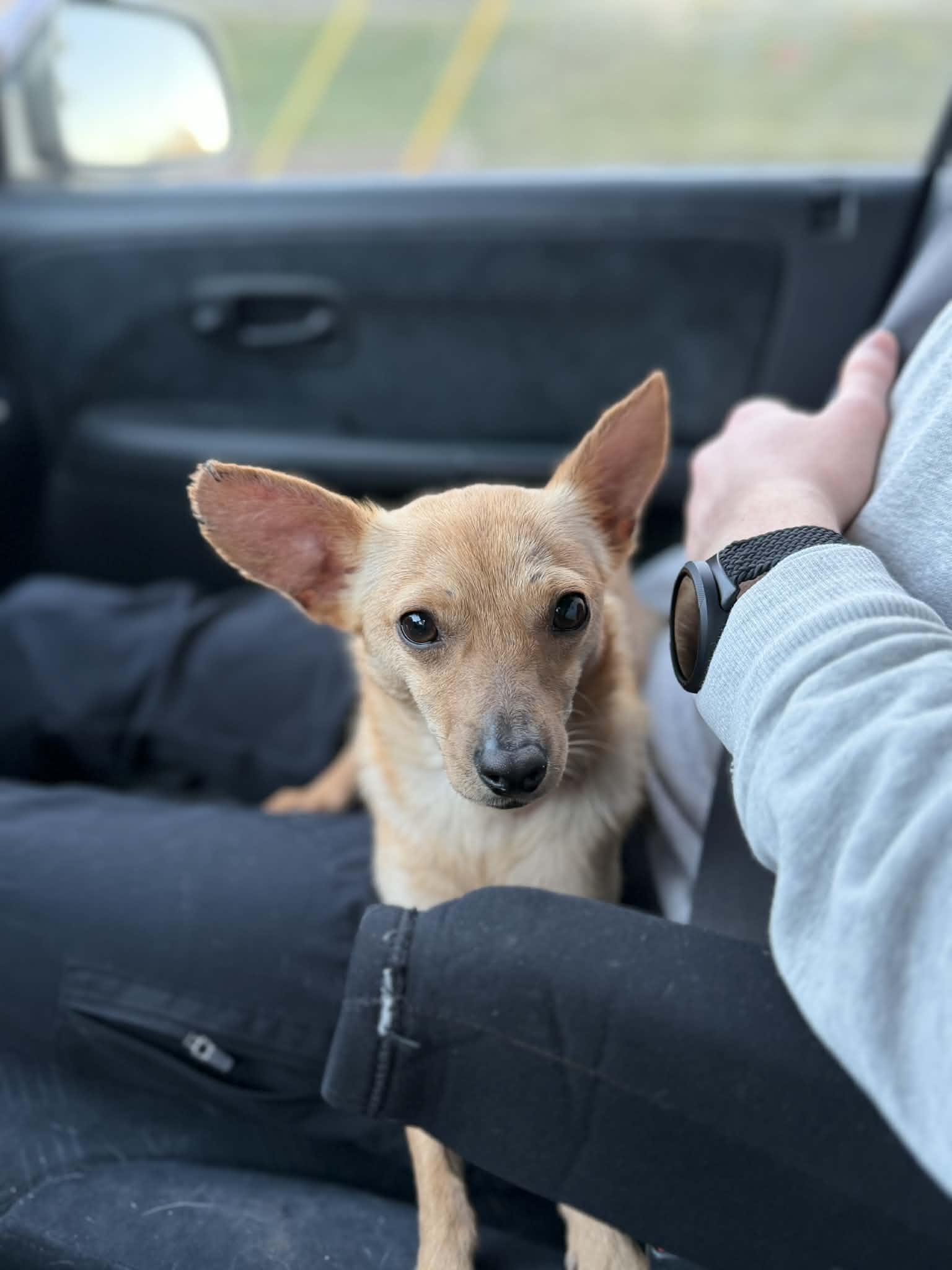 Lucky , a ADOPTABLE mixed breed in Poway, CA image 5/5