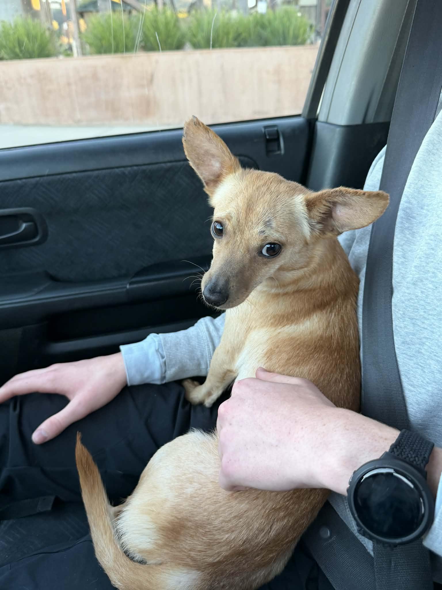 Lucky , a ADOPTABLE mixed breed in Poway, CA image 3/5