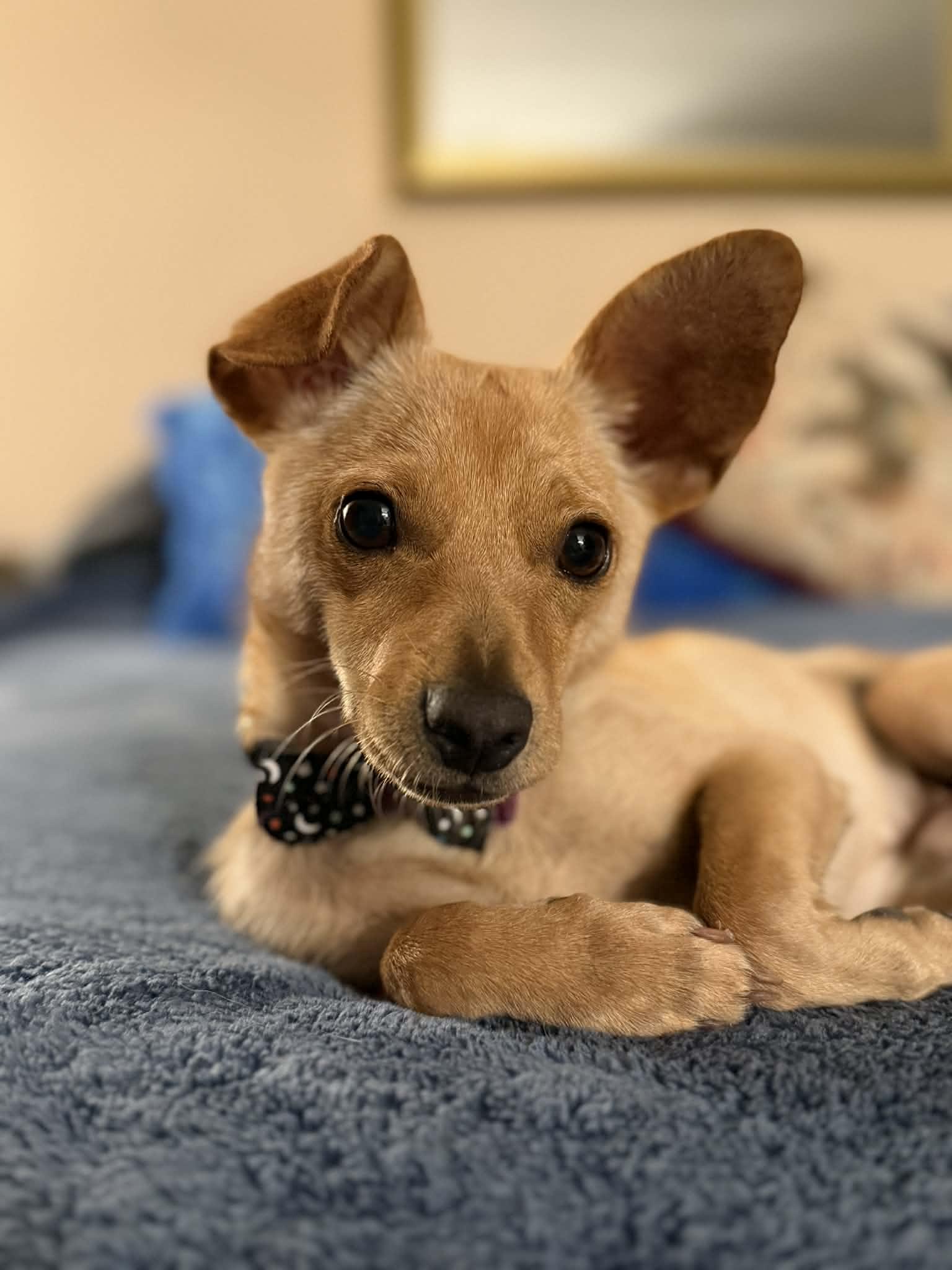 Lucky , ADOPTABLE, Young Male Chihuahua & Terrier.