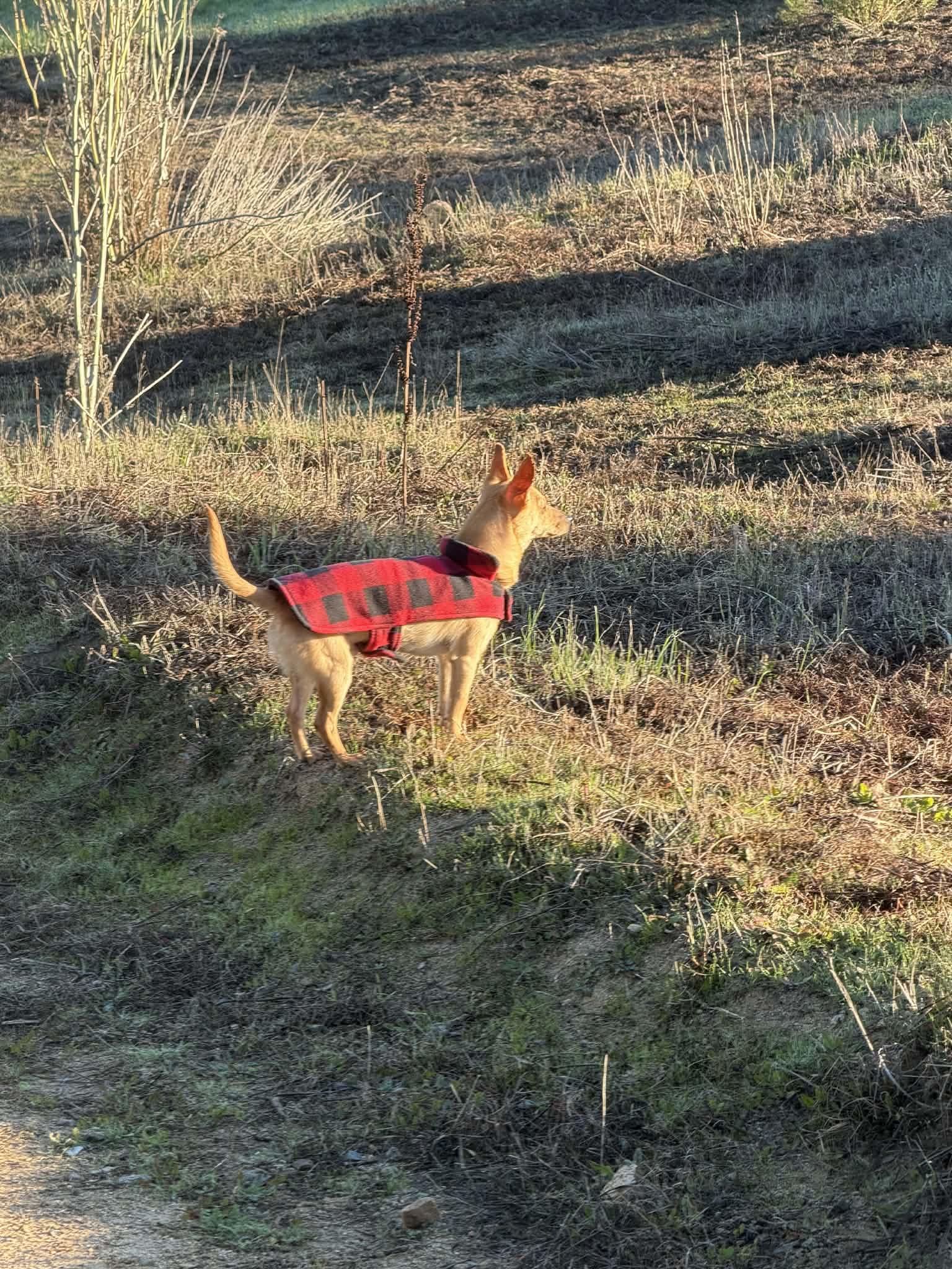 Lucky , a ADOPTABLE mixed breed in Poway, CA image 2/5