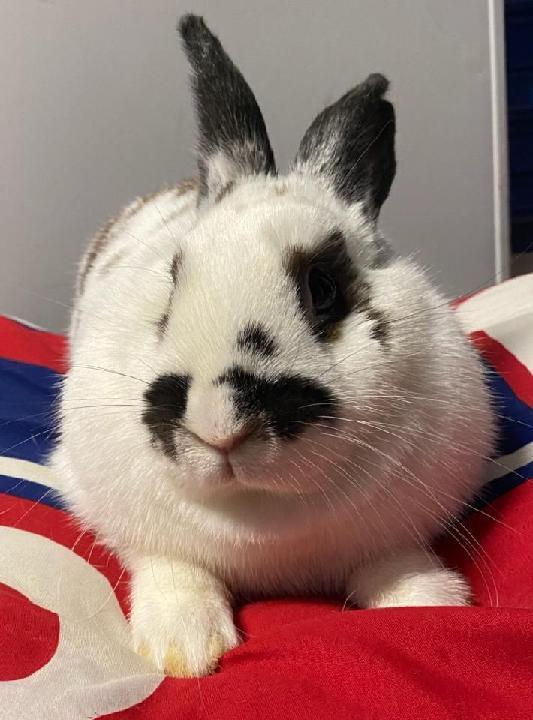 Gelato, Adoptable, Young Male Bunny Rabbit.