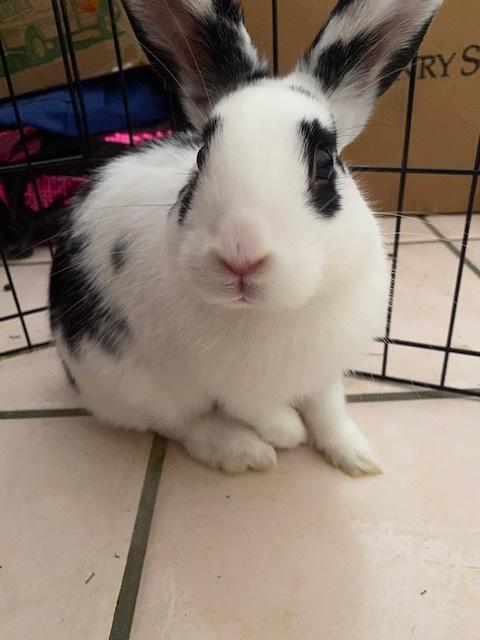 Enlarge Gelato, a Adoptable Bunny Rabbit in Longwood, FL image 2/5