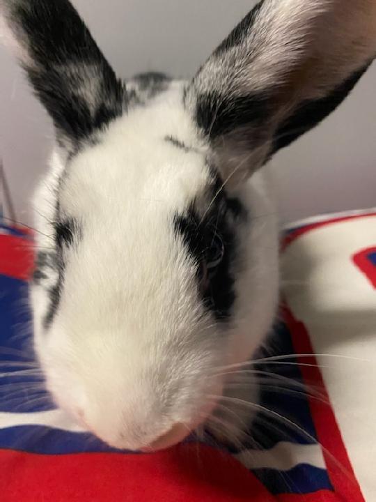 Enlarge Gelato, a Adoptable Bunny Rabbit in Longwood, FL image 4/5