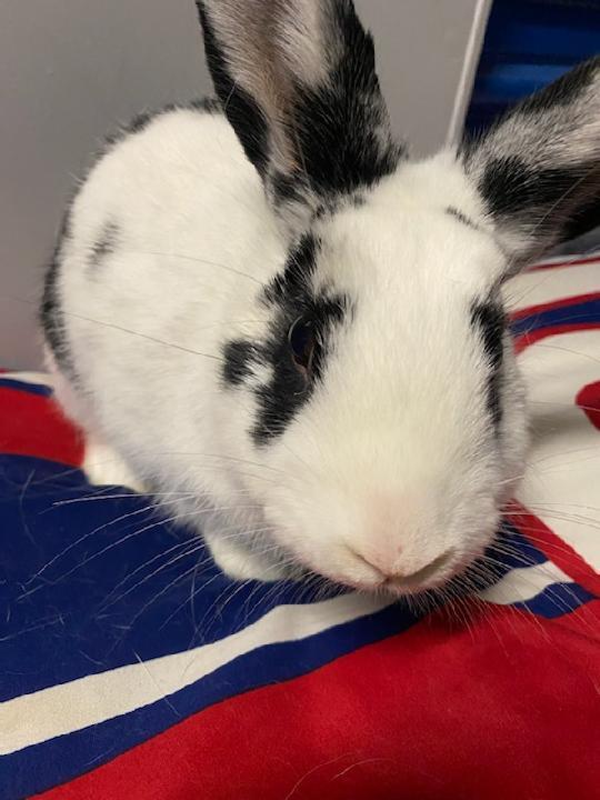 Enlarge Gelato, a Adoptable Bunny Rabbit in Longwood, FL image 5/5