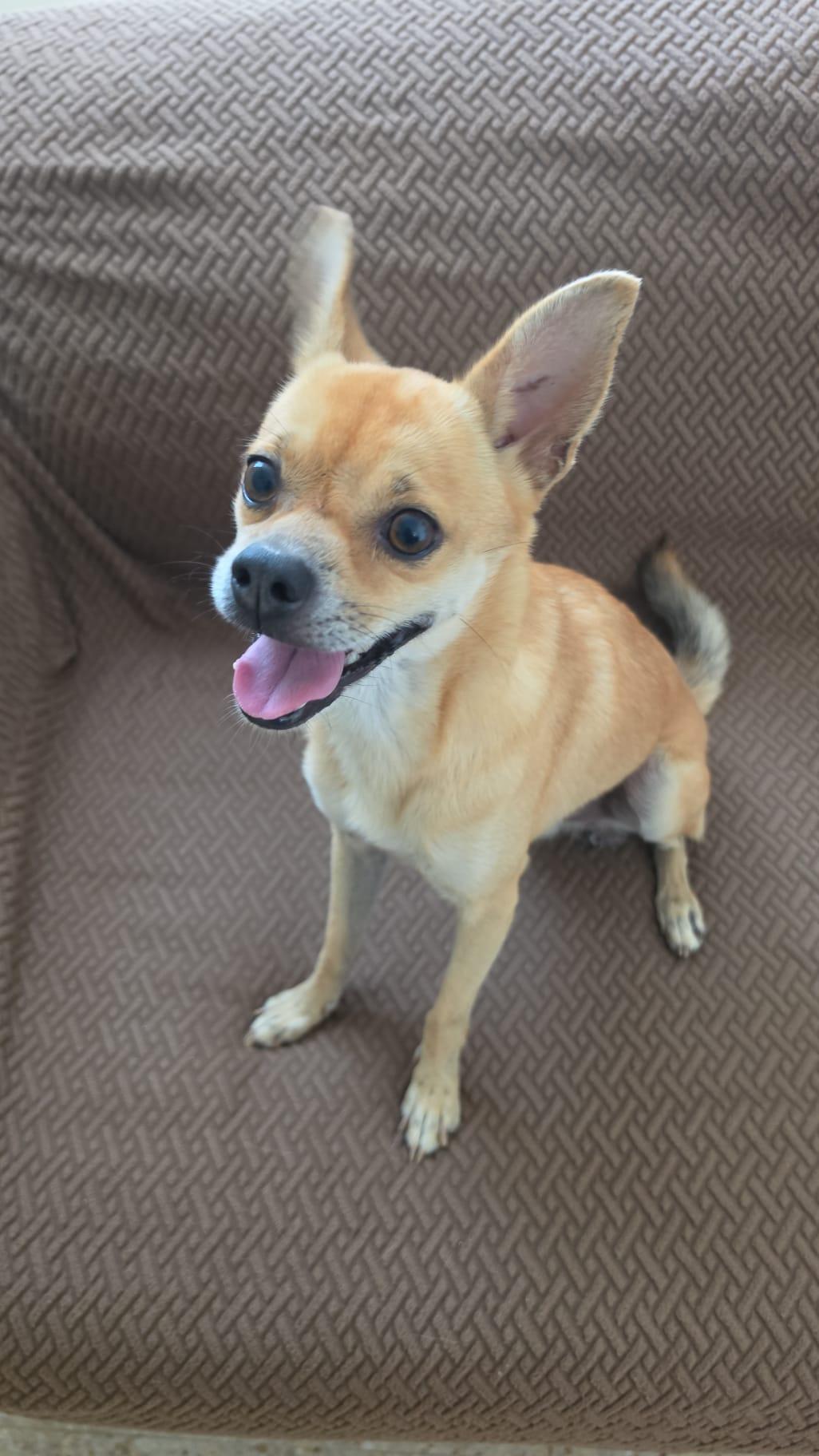 CHICKEN NUGGET, a Adoptable mixed breed in Baltimore, MD image 2/5