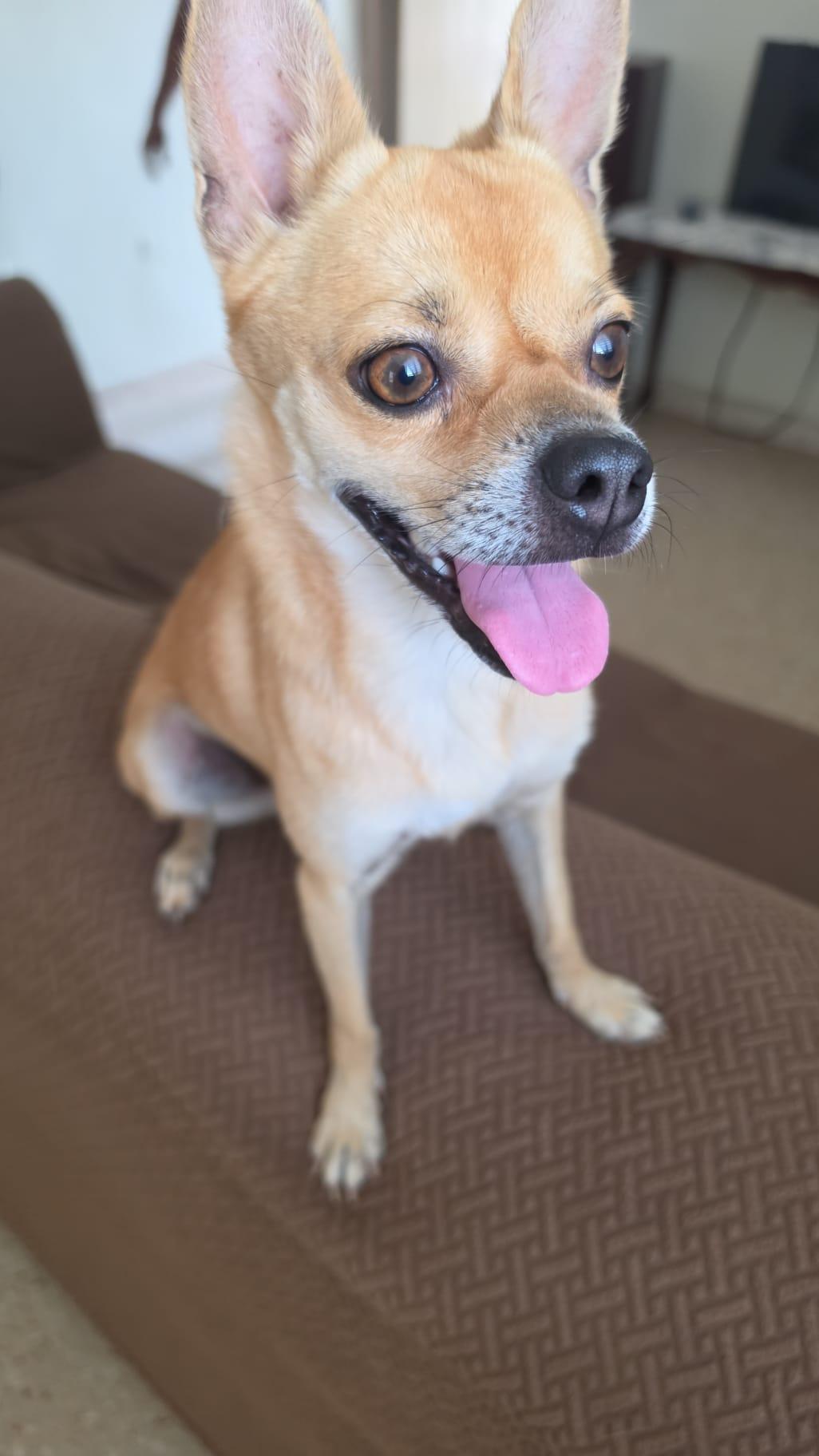 CHICKEN NUGGET, Adoptable, Young Male Chihuahua & Pomeranian.