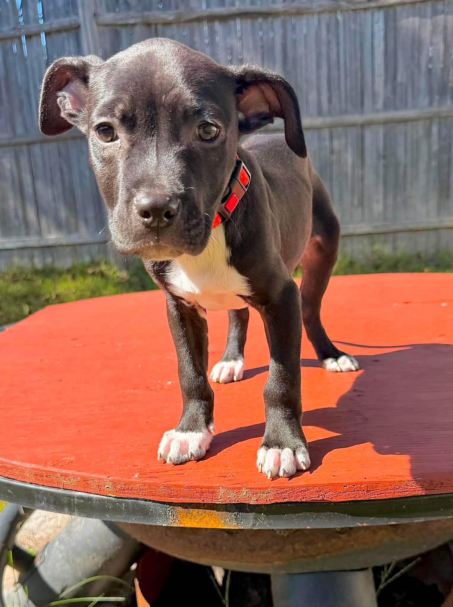 Enlarge Lucas, a Adopted Mixed Breed in Berwick, ME image 2/2