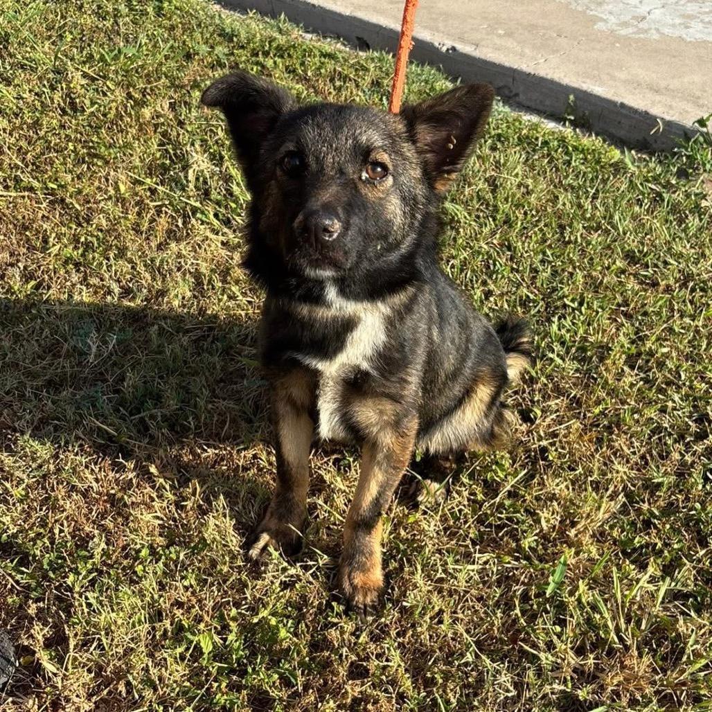Boone / Max B818, Adoptable, Young Male Australian Kelpie & Belgian Shepherd / Malinois.