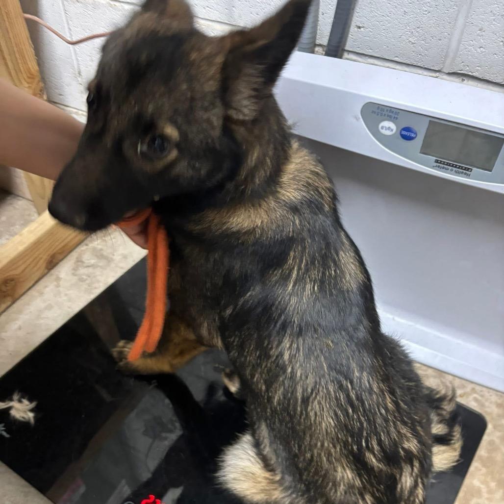 Boone / Max B818, a Adoptable mixed breed in Allen, TX image 2/6