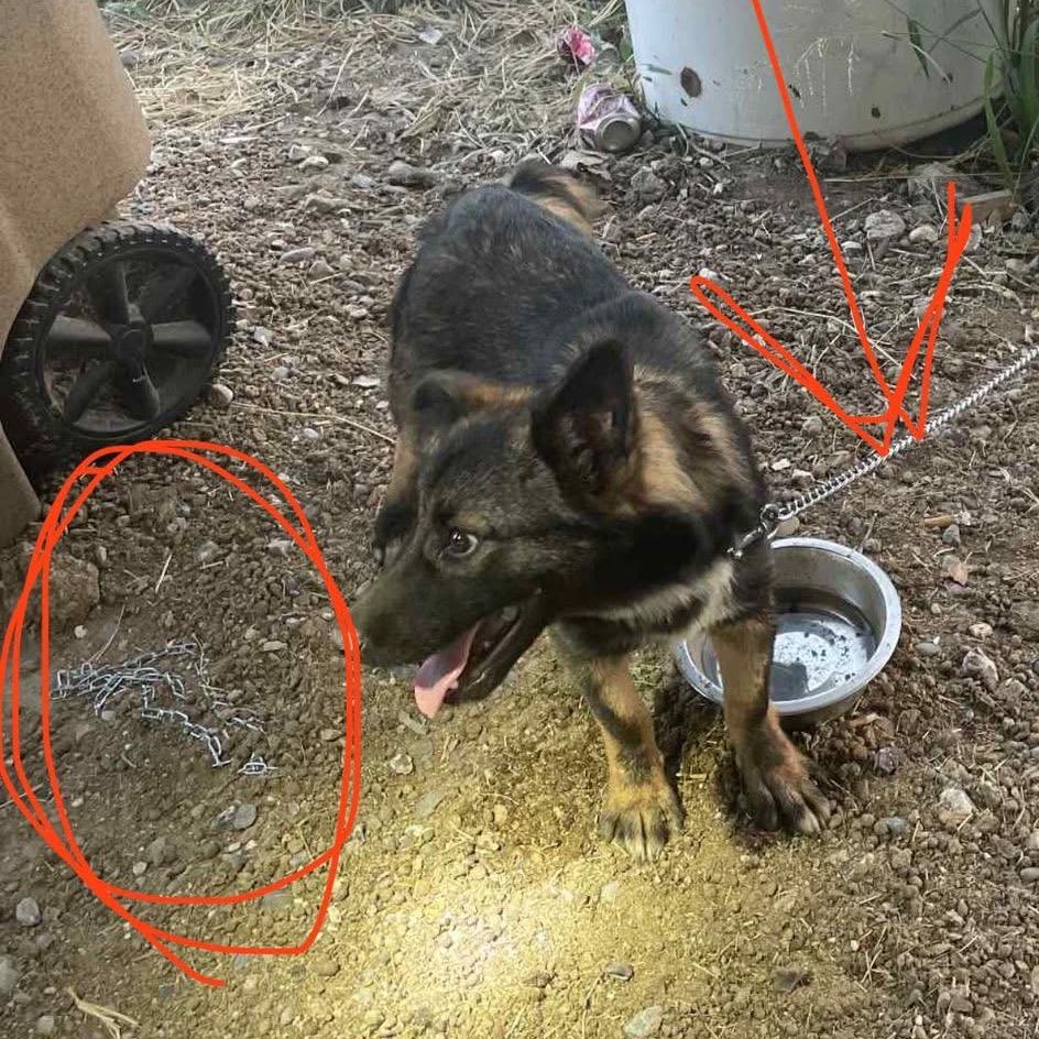 Boone / Max B818, a Adoptable mixed breed in Allen, TX image 3/6