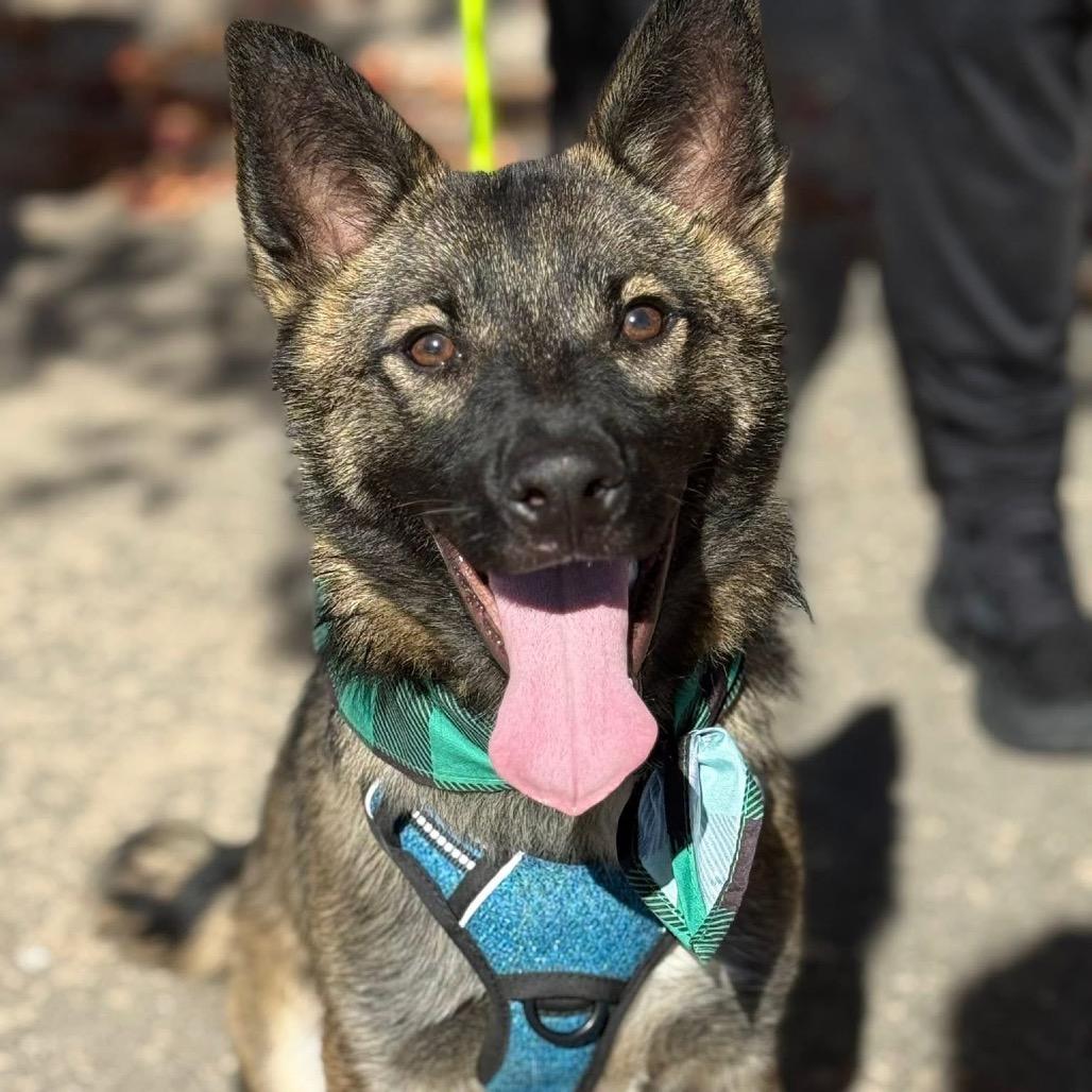 Boone / Max B818, a Adoptable mixed breed in Allen, TX image 4/6