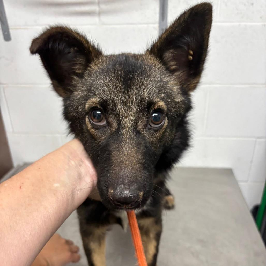 Boone / Max B818, a Adoptable mixed breed in Allen, TX image 5/6