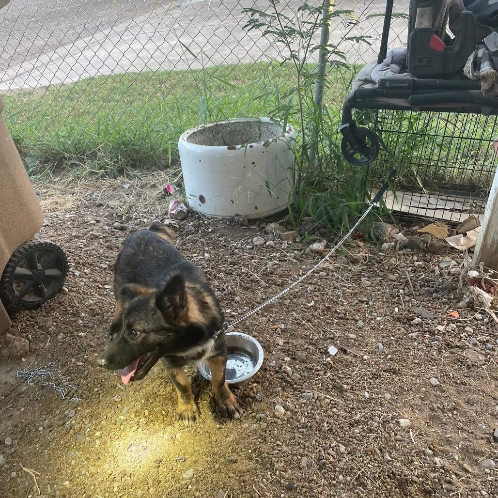 Boone / Max B818, a Adoptable mixed breed in Allen, TX image 6/6