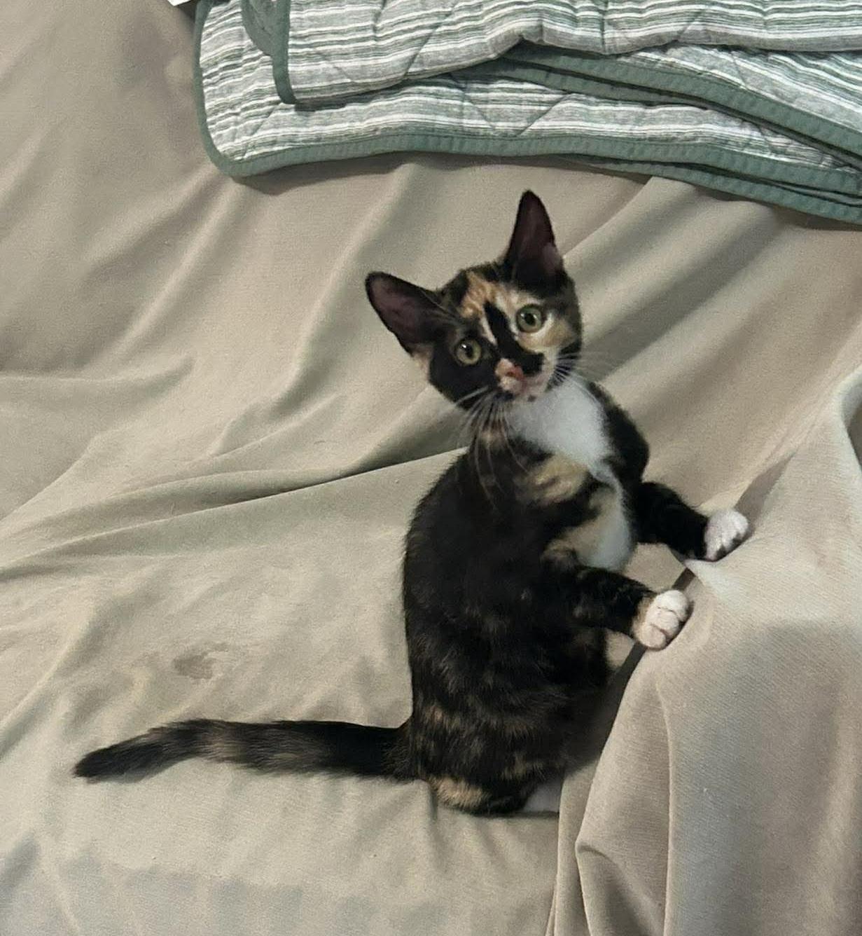 Howie, an adopted Domestic Short Hair in Jacksonville, FL image 2/4