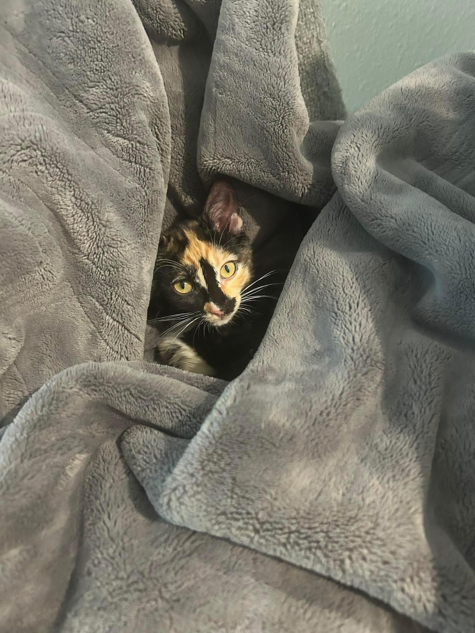 Howie, an adopted Domestic Short Hair in Jacksonville, FL image 4/4