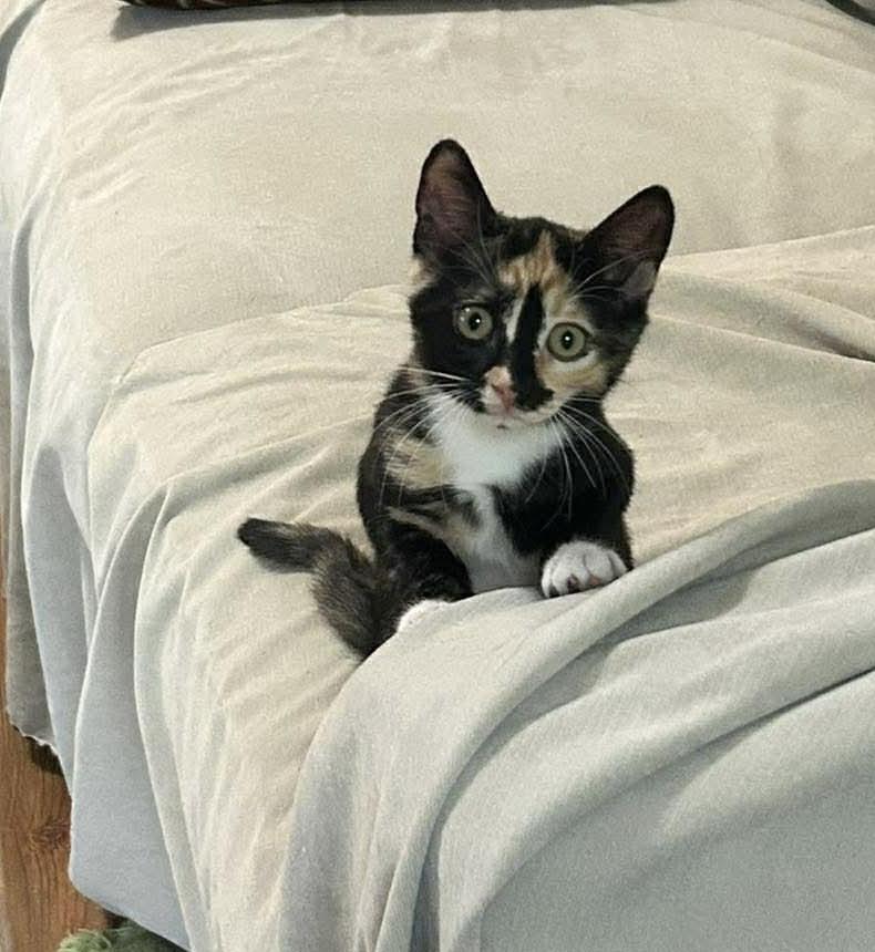 Howie, adopted, Kitten Female Domestic Short Hair.