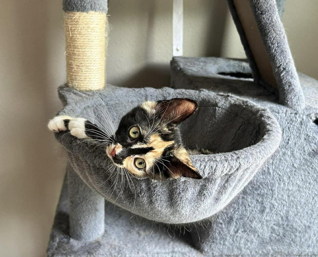 Howie, an adopted Domestic Short Hair in Jacksonville, FL image 3/4