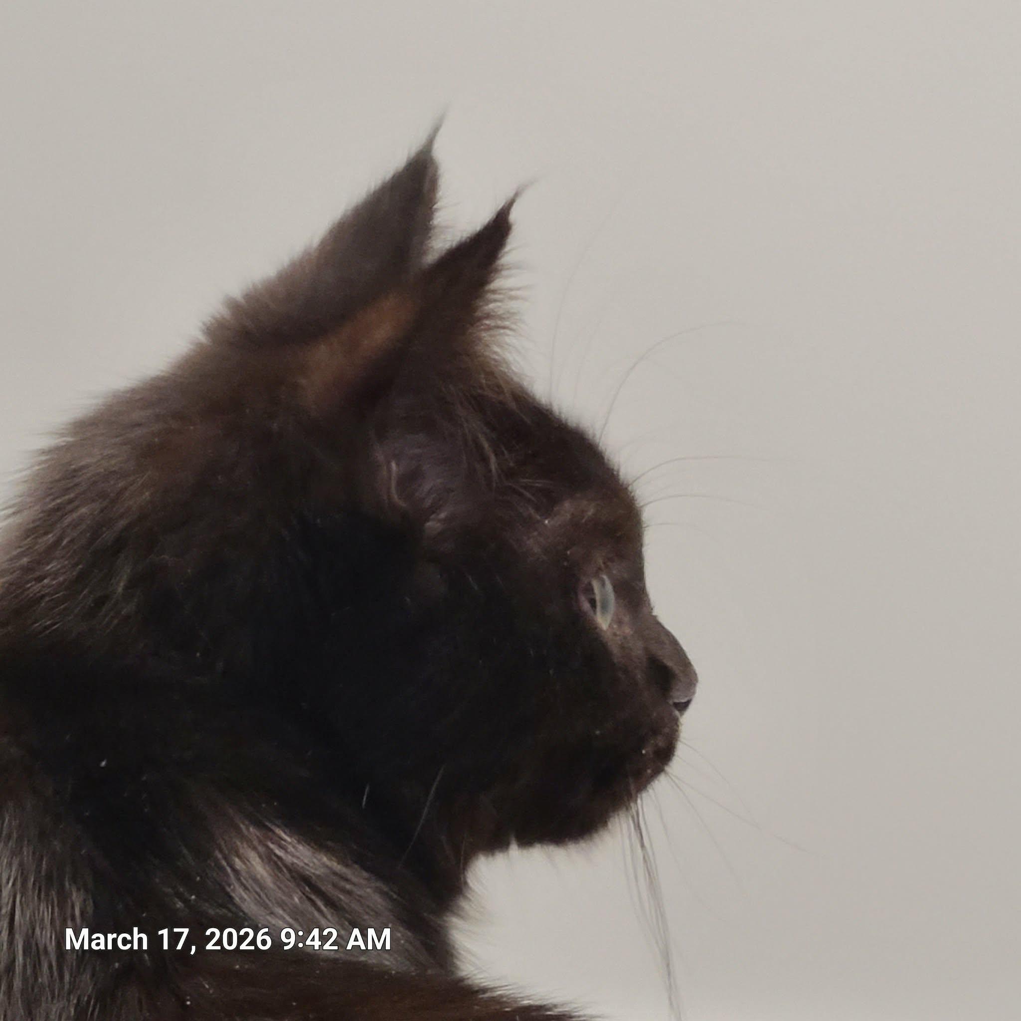 Enlarge Truffle, a ADOPTABLE Domestic Medium Hair in Waynetown, IN image 3/3