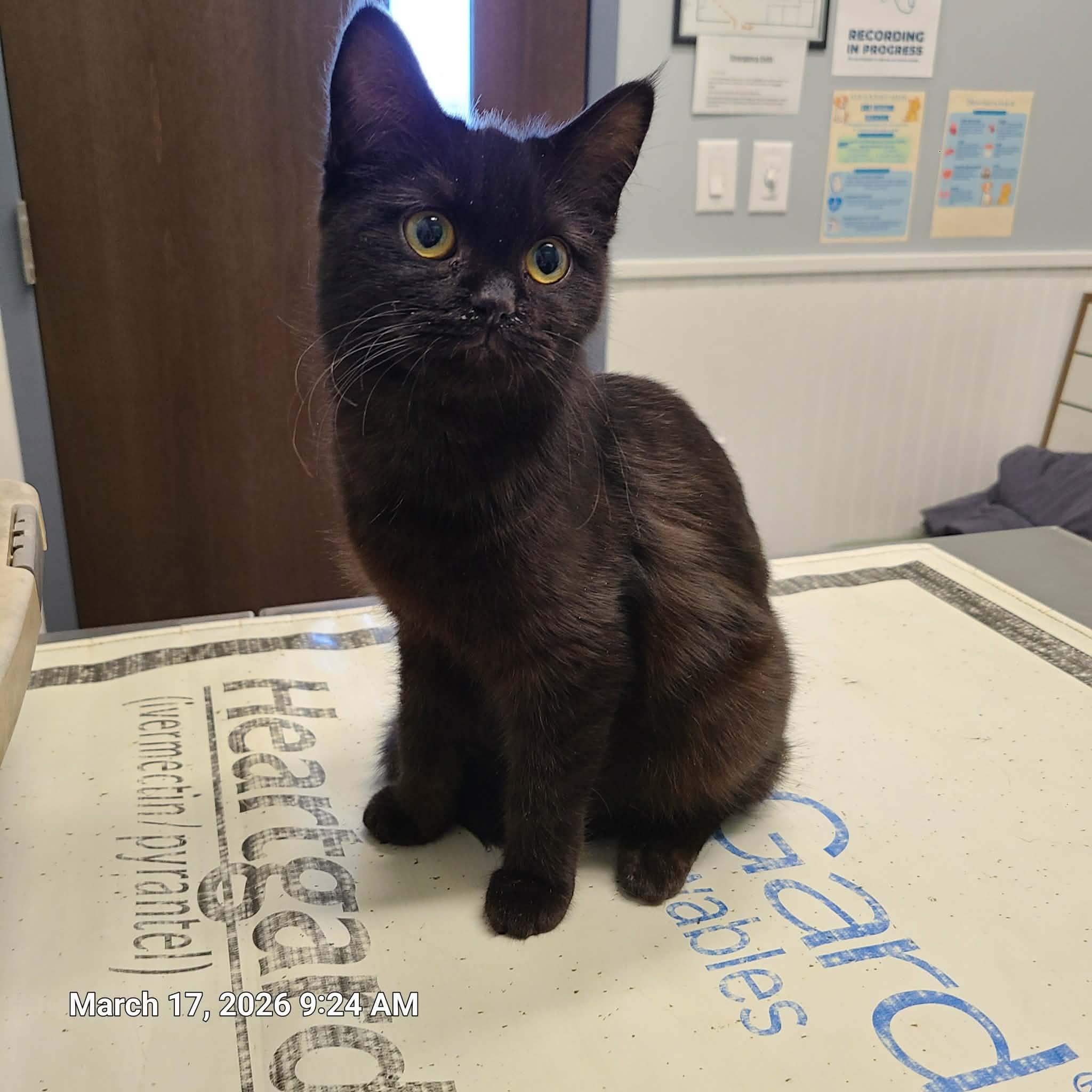 Enlarge Truffle, a ADOPTABLE Domestic Medium Hair in Waynetown, IN image 2/3