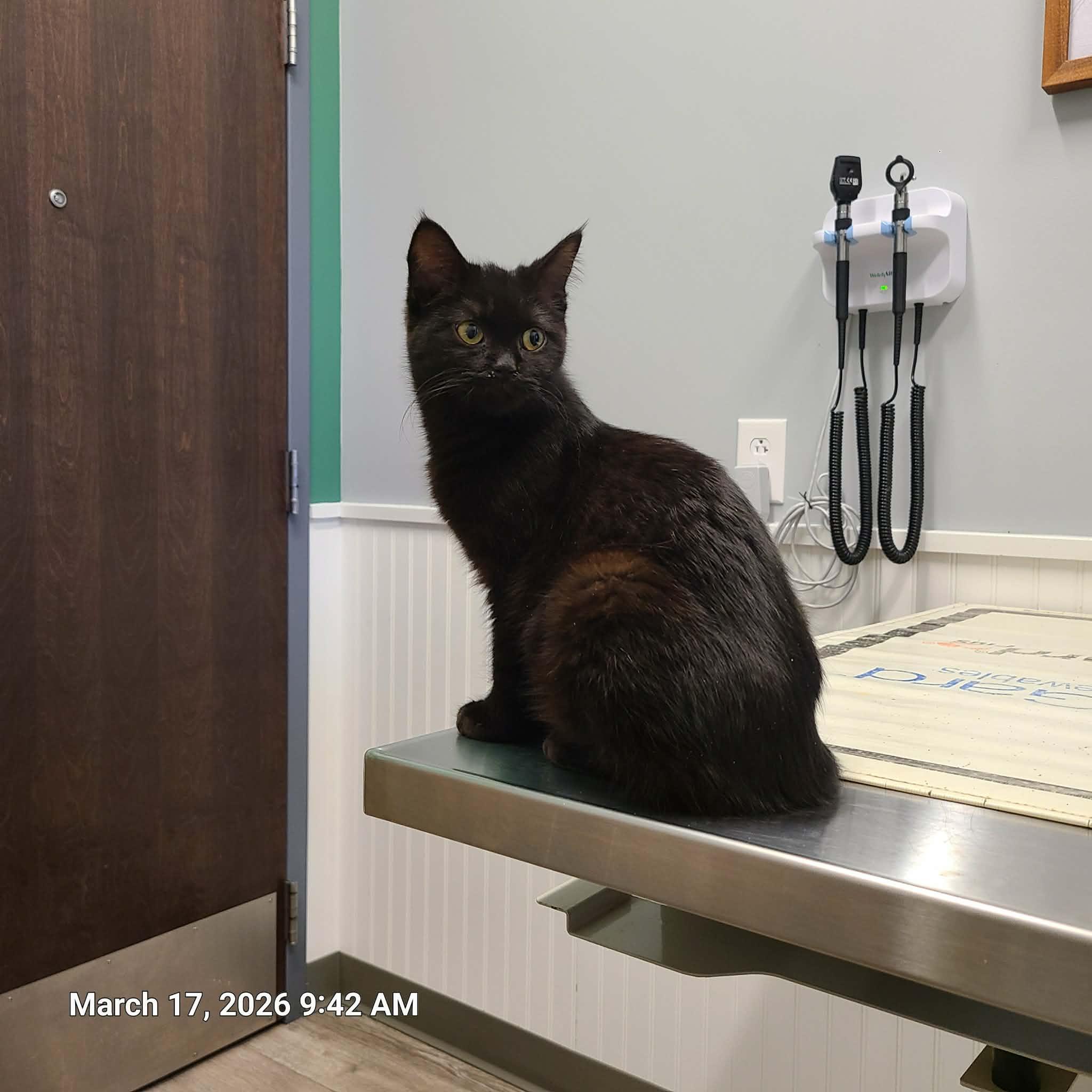 Enlarge Truffle, a ADOPTABLE Domestic Medium Hair in Waynetown, IN image 1/3