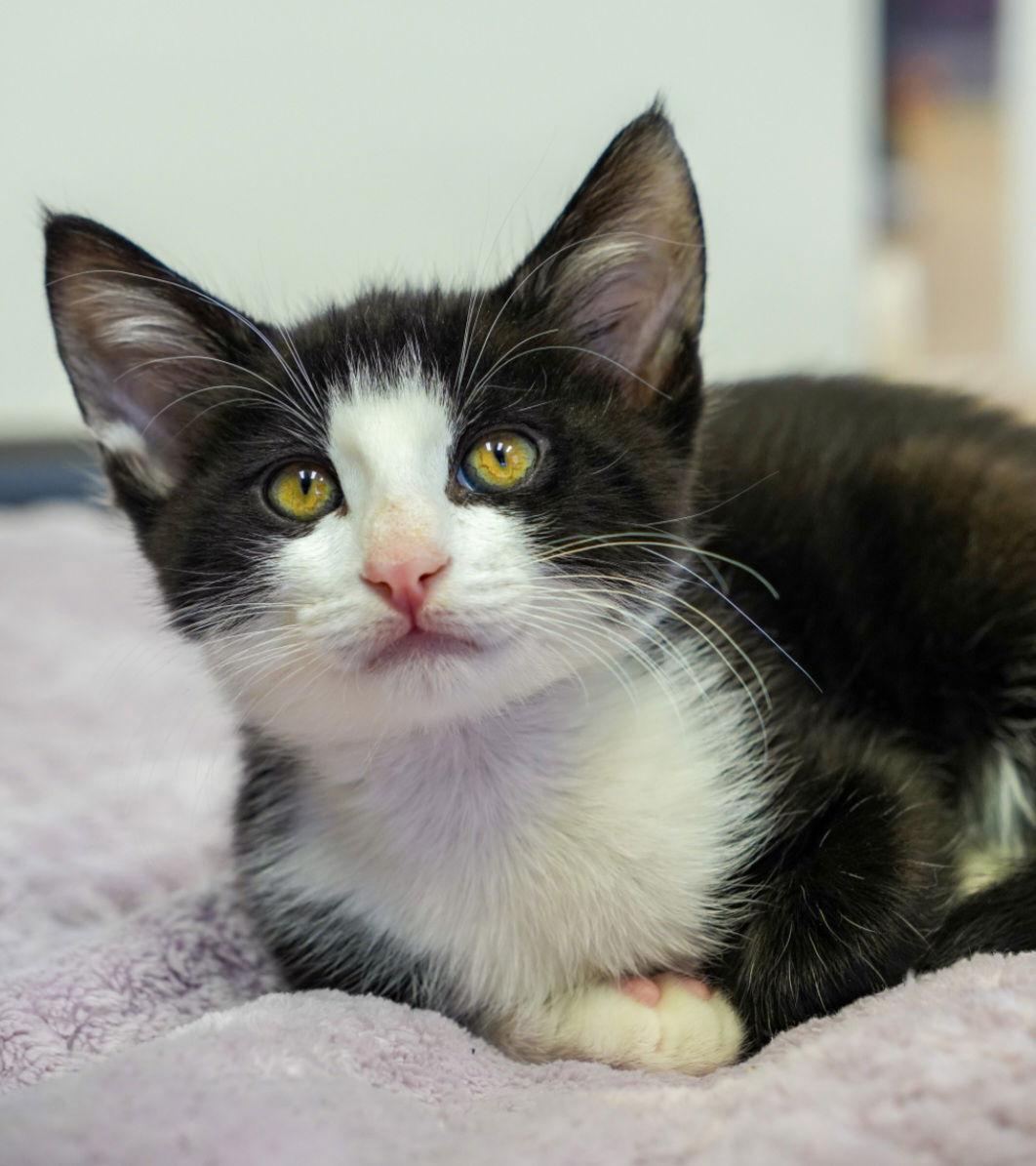 Miso, Adoptable, Kitten Male Domestic Short Hair & Tuxedo.