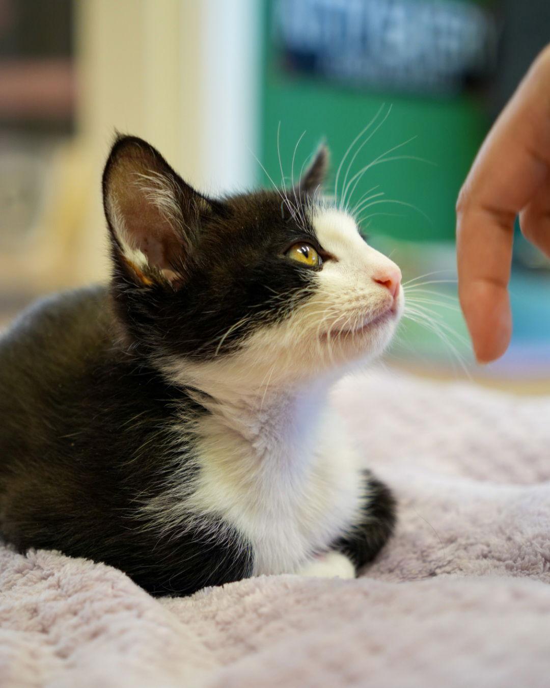 Enlarge Miso, a Adoptable mixed breed in Campbell, CA image 2/3