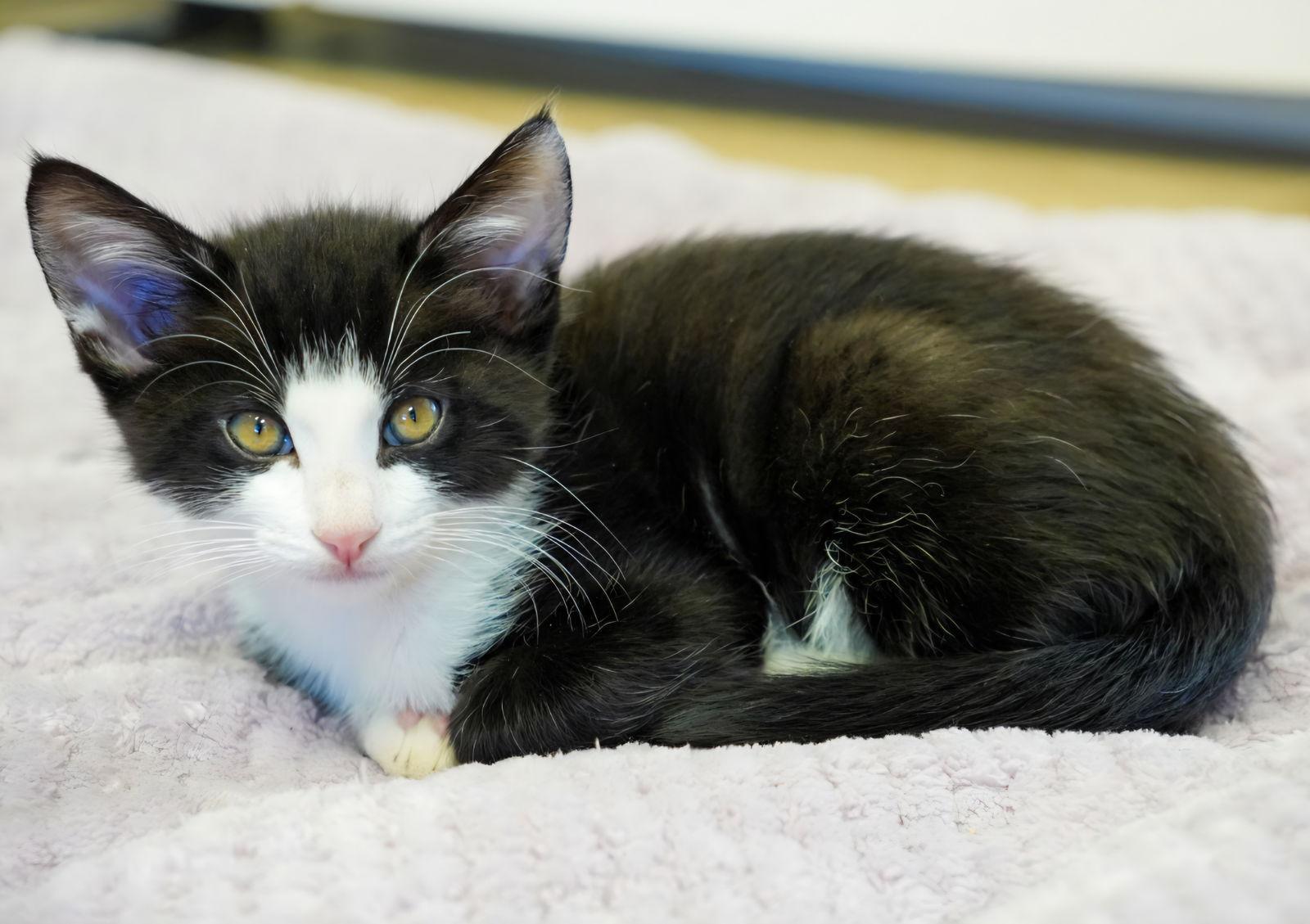 Enlarge Miso, a Adoptable mixed breed in Campbell, CA image 3/3