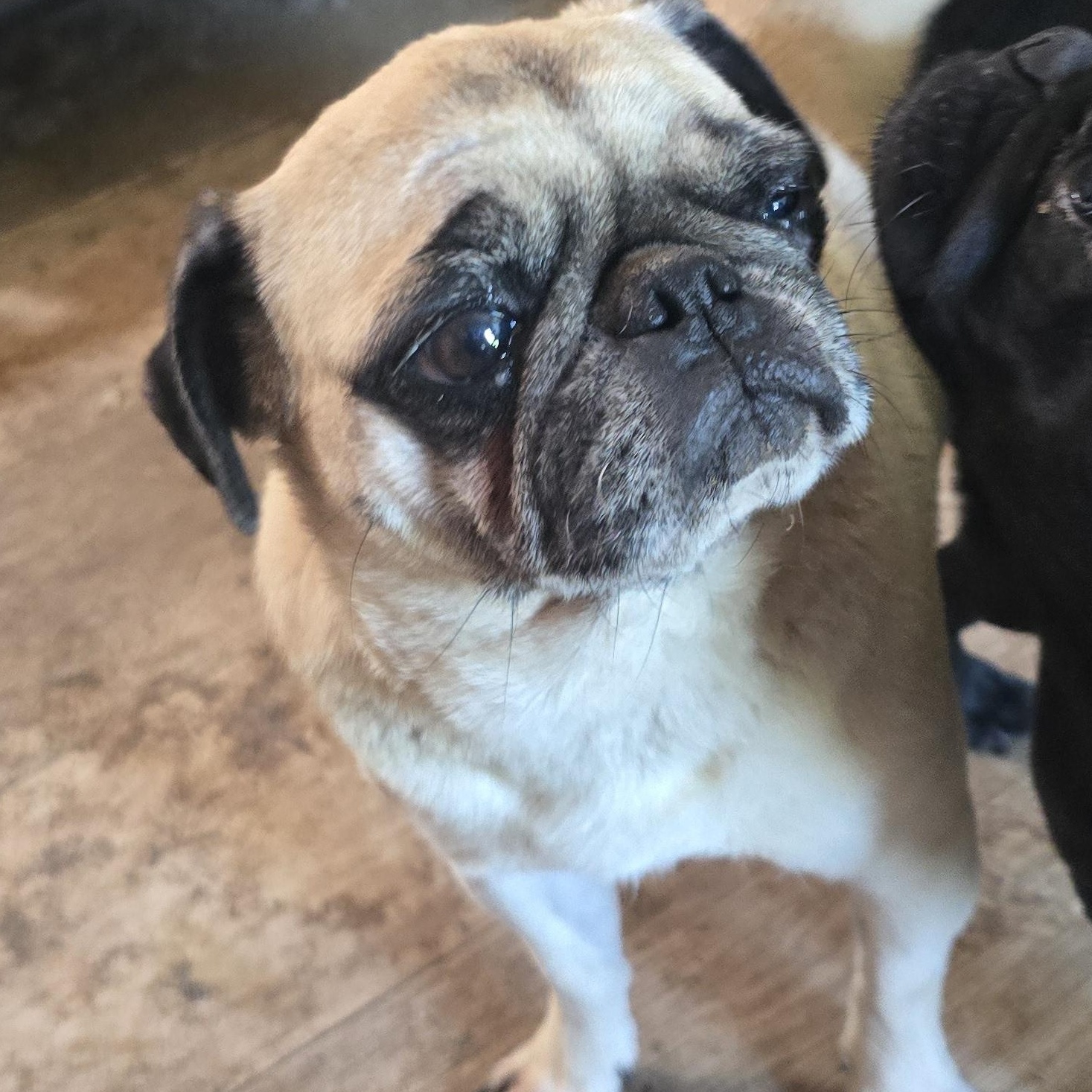 Paisley, ADOPTABLE, Adult Female Pug.
