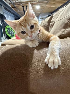 Jolie, Adopted, Kitten Female Domestic Short Hair.